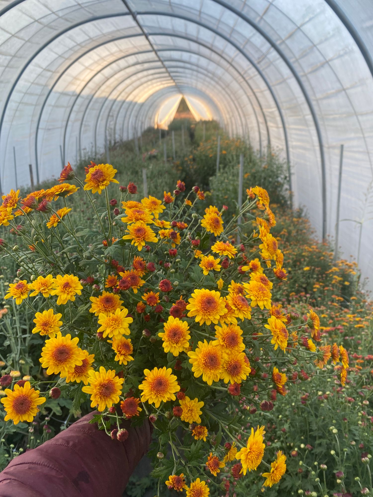 CHRYSANTHEMUM