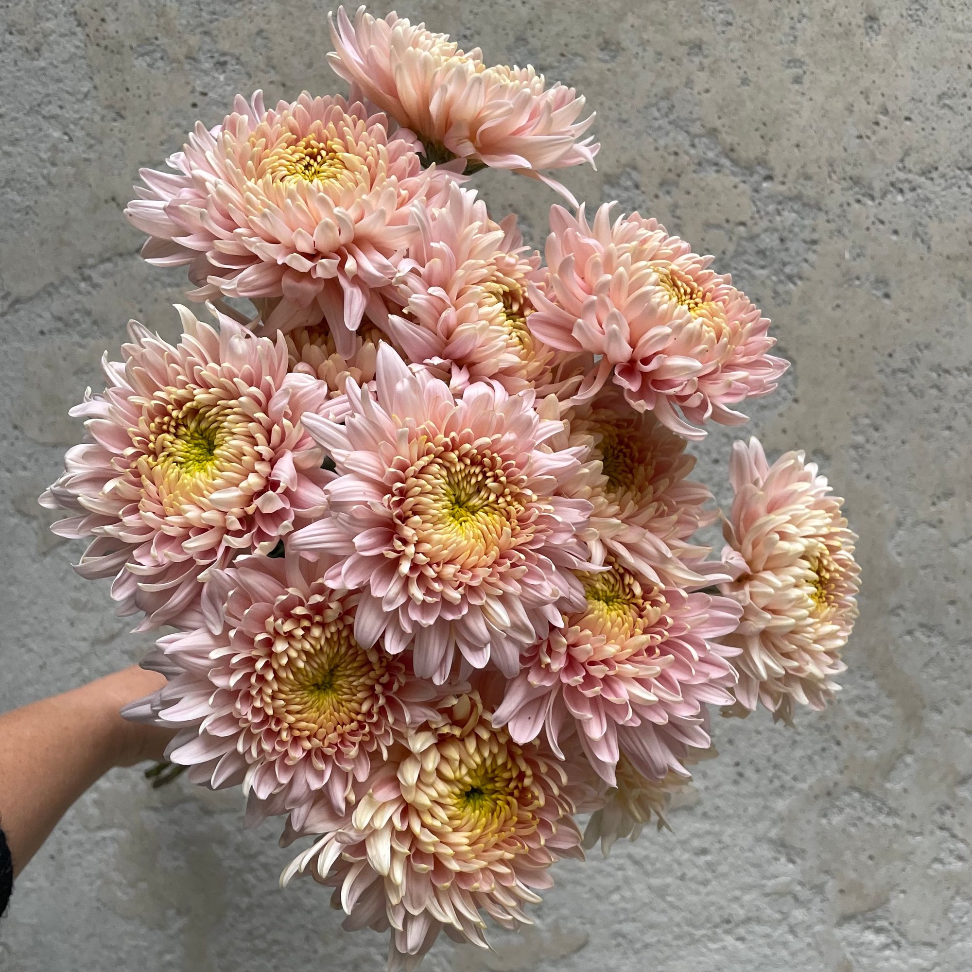 CHRYSANTHEMUM x Seatons Je Dore