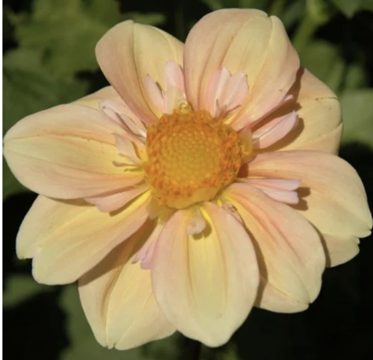 Potted Dahlia Plants - Appleblossom