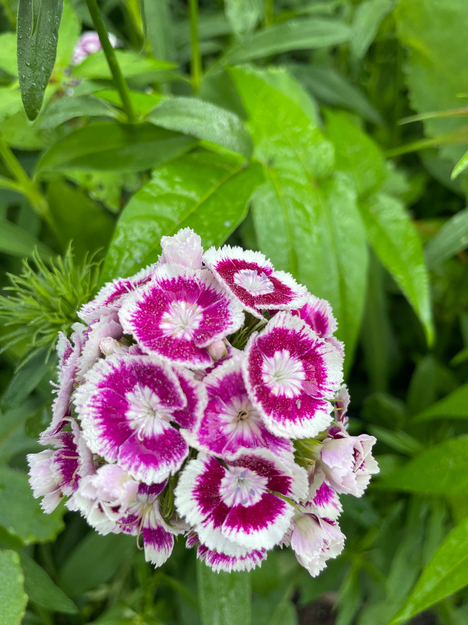 DIANTHUS barbatus Sweet Purple/White Bi-Color
