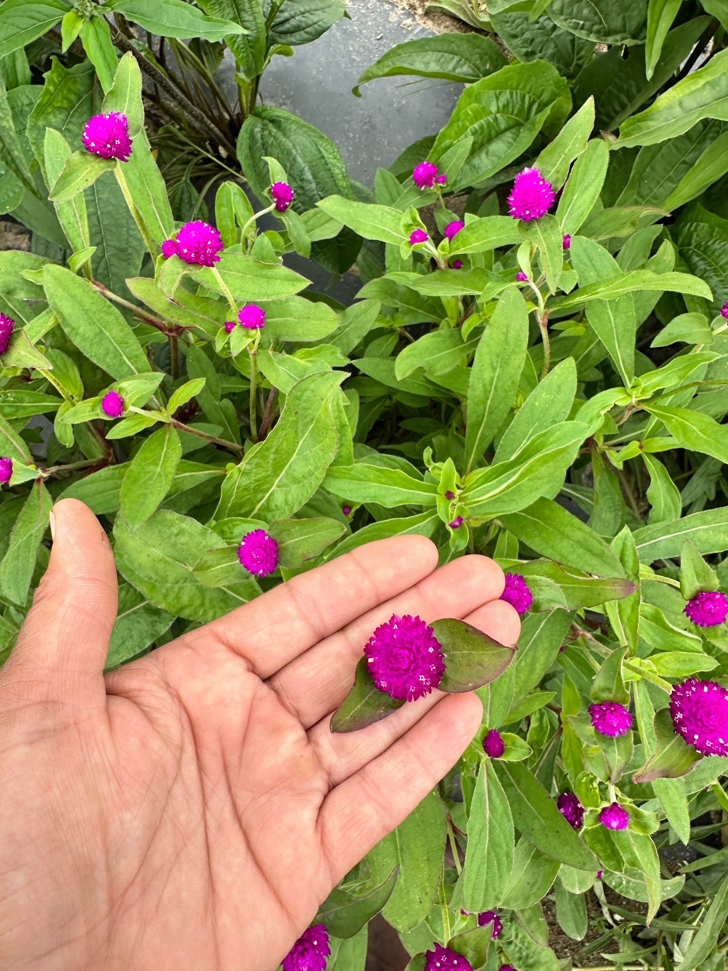 GOMPHRENA globosa
