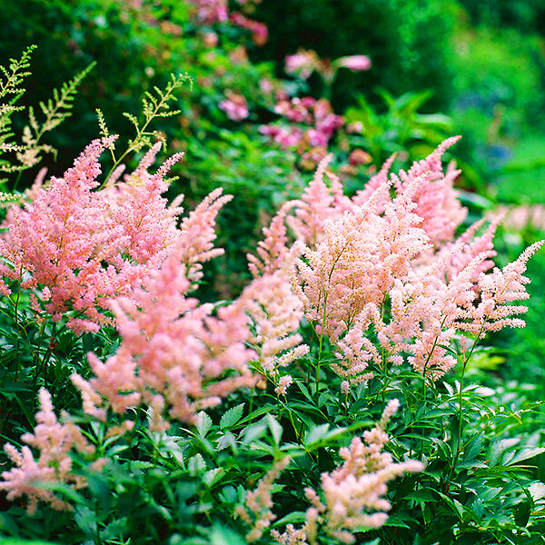 Potted Plant: Astilbe 'Peach Blossom'