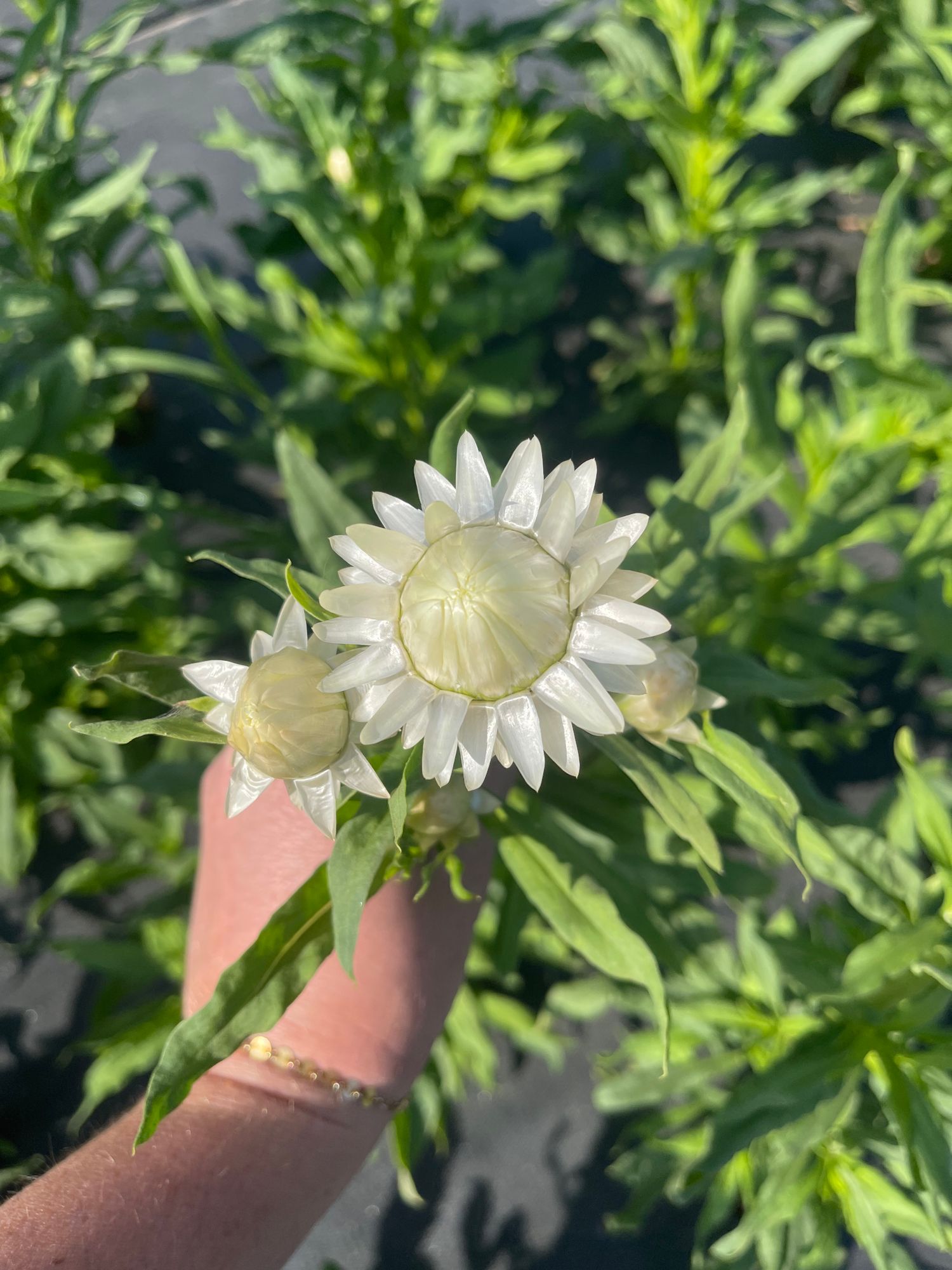 XEROCHRYSUM bracteatum Vintage White