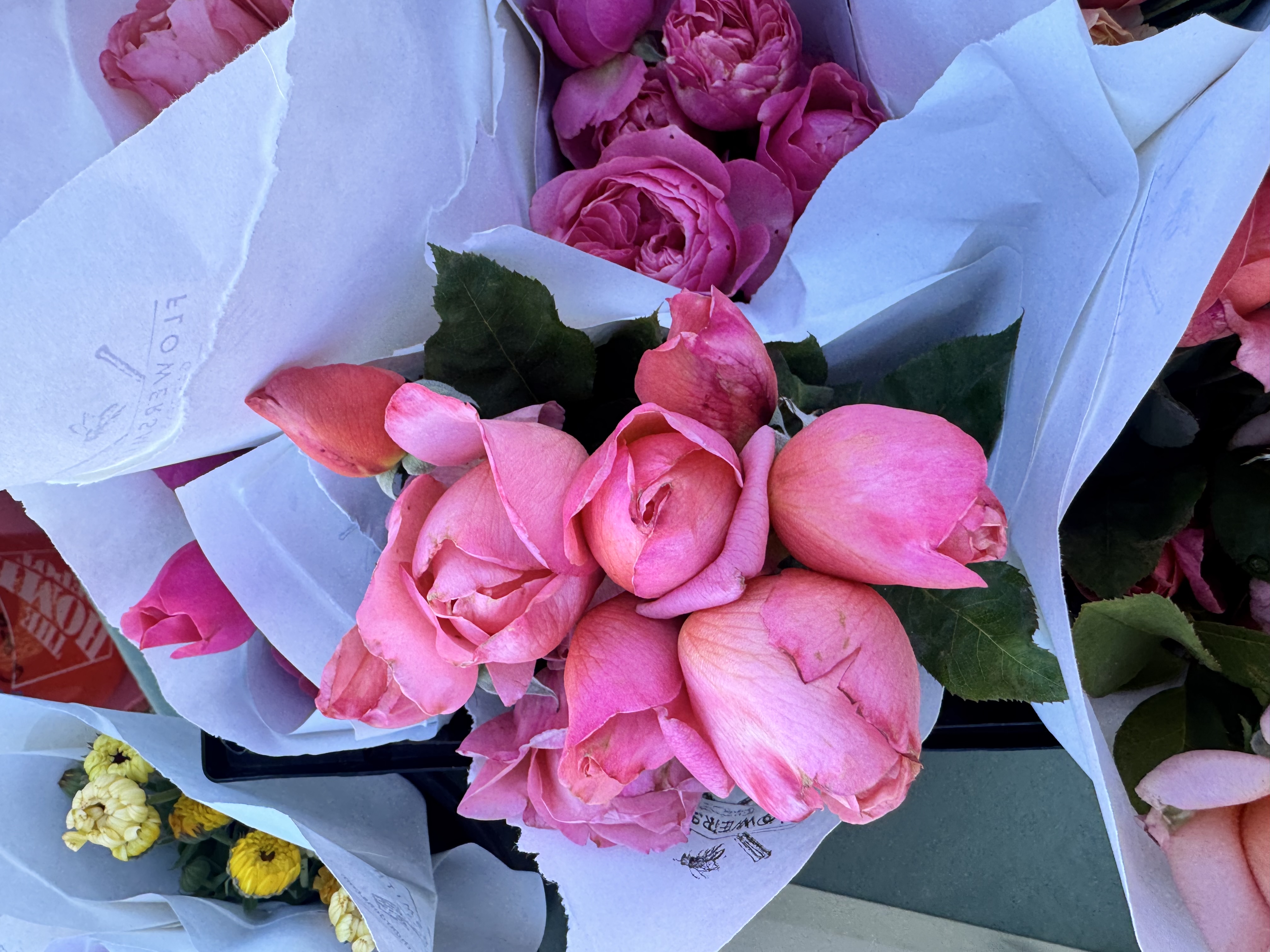 ROSA hybrida