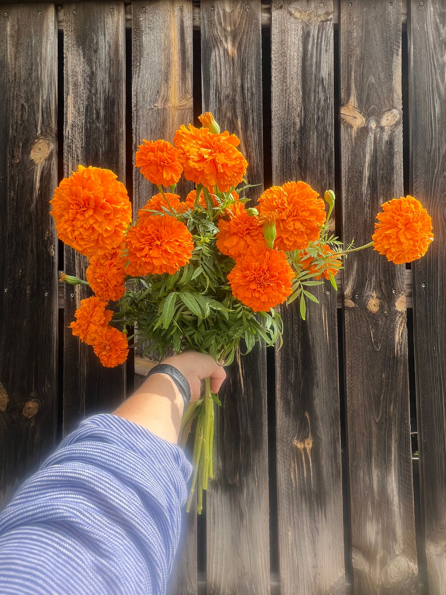 TAGETES erecta