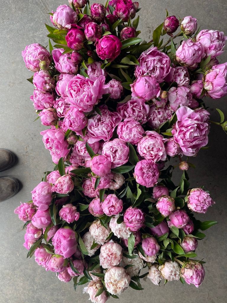 PAEONIA