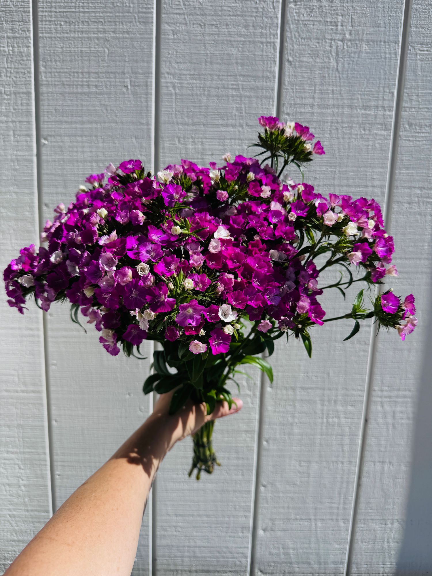 DIANTHUS barbatus Amazon