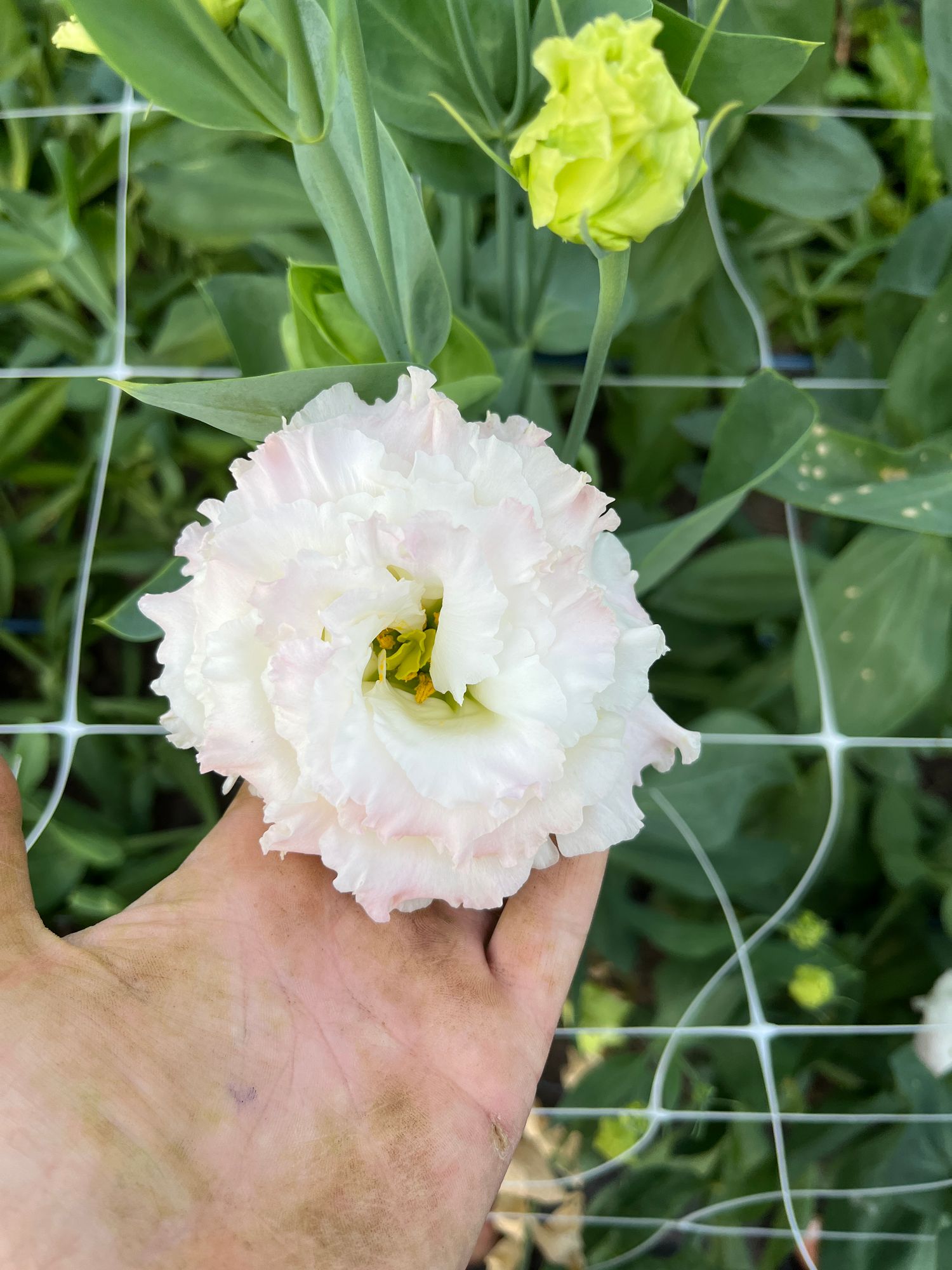 EUSTOMA grandiflorum Voyage First Love