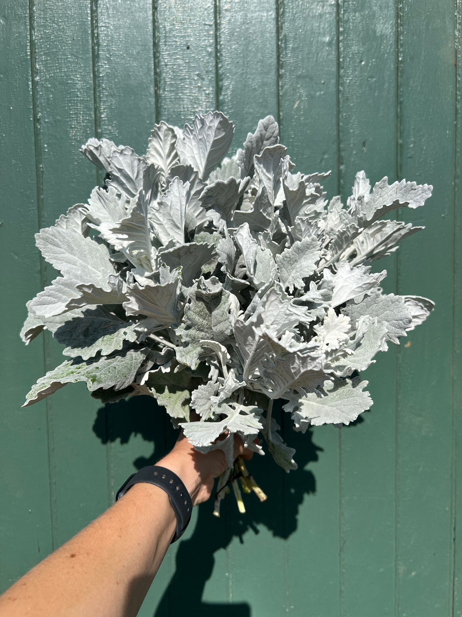 SENECIO cineraria New Look