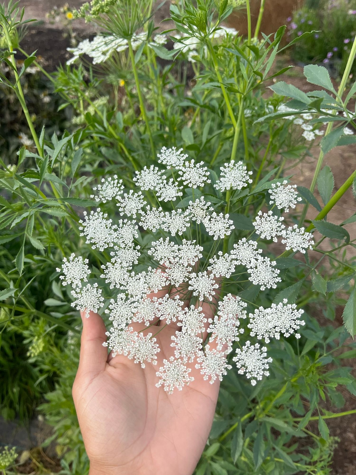 DAUCUS carota