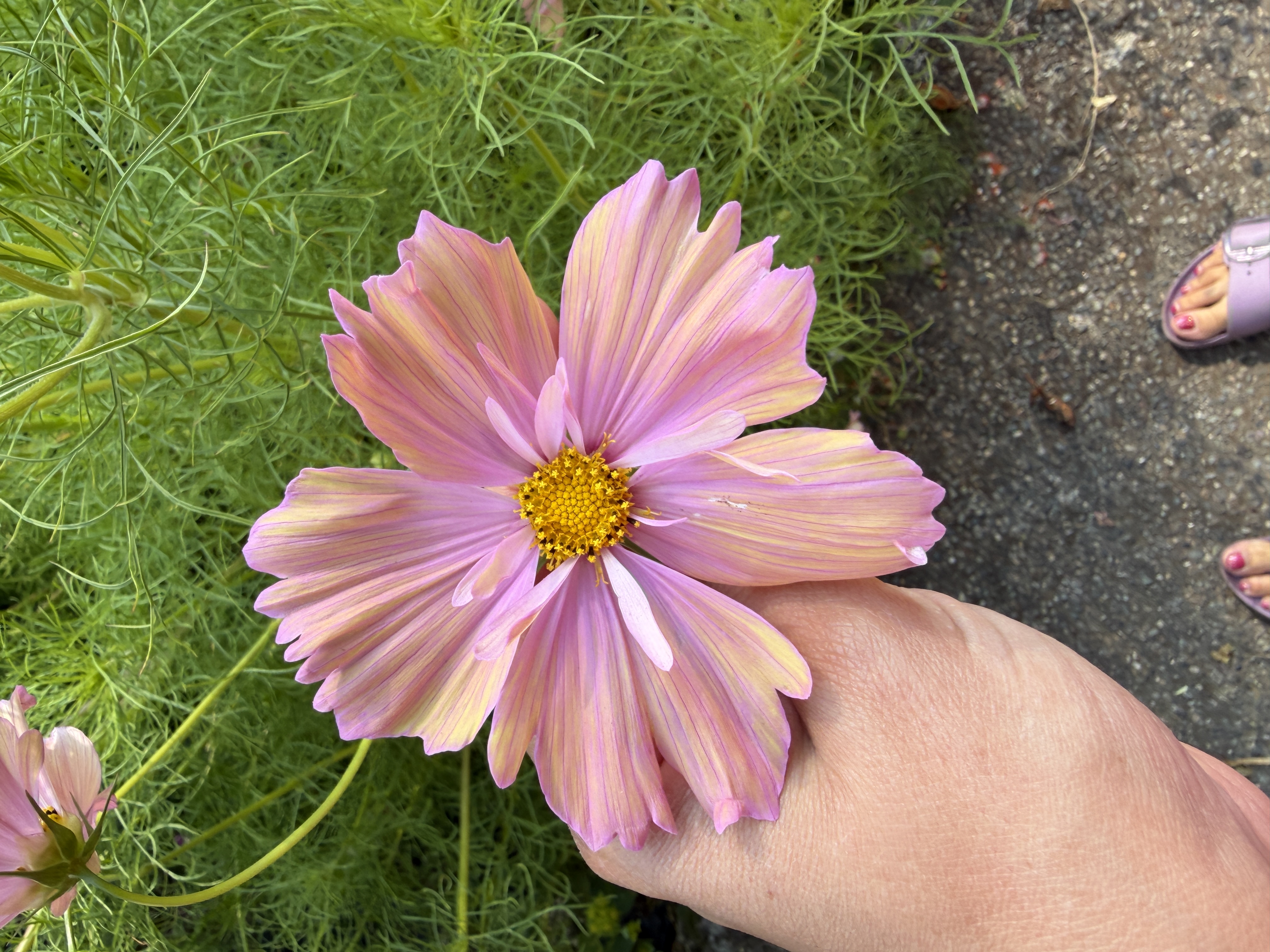 COSMOS bipinnatus Apricotta