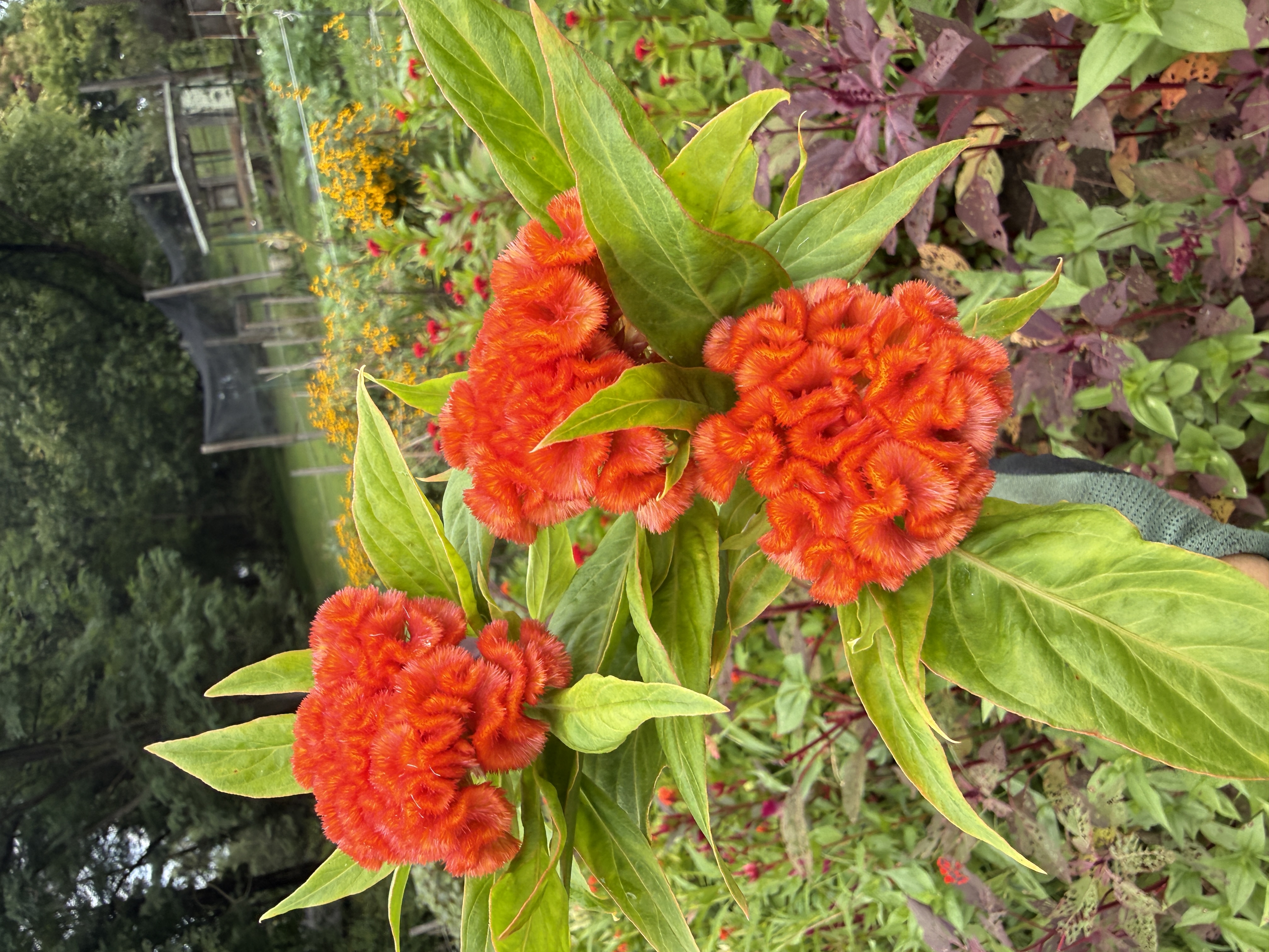CELOSIA argentea var. cristata Chief Persimmon