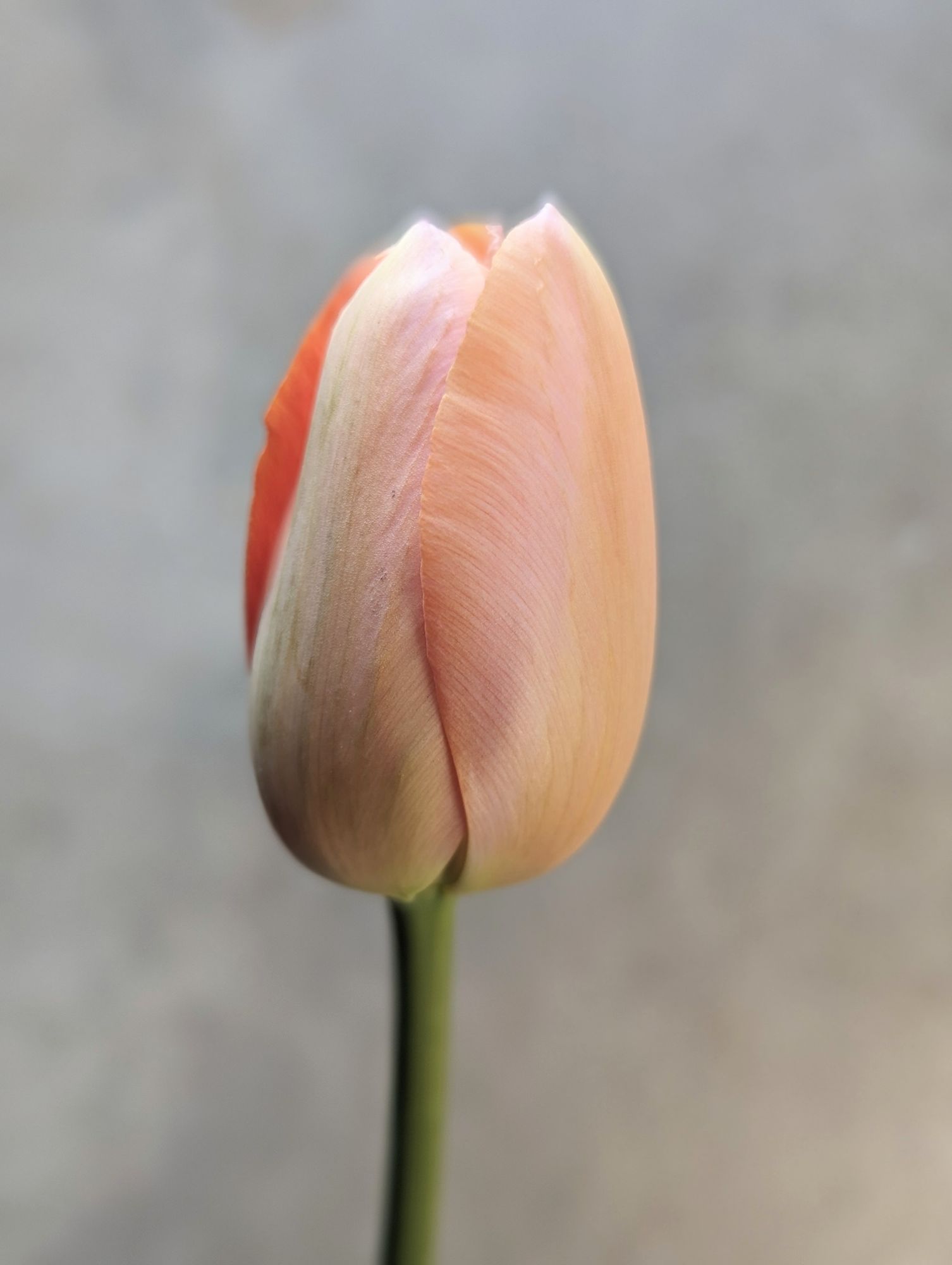 TULIPA Menton