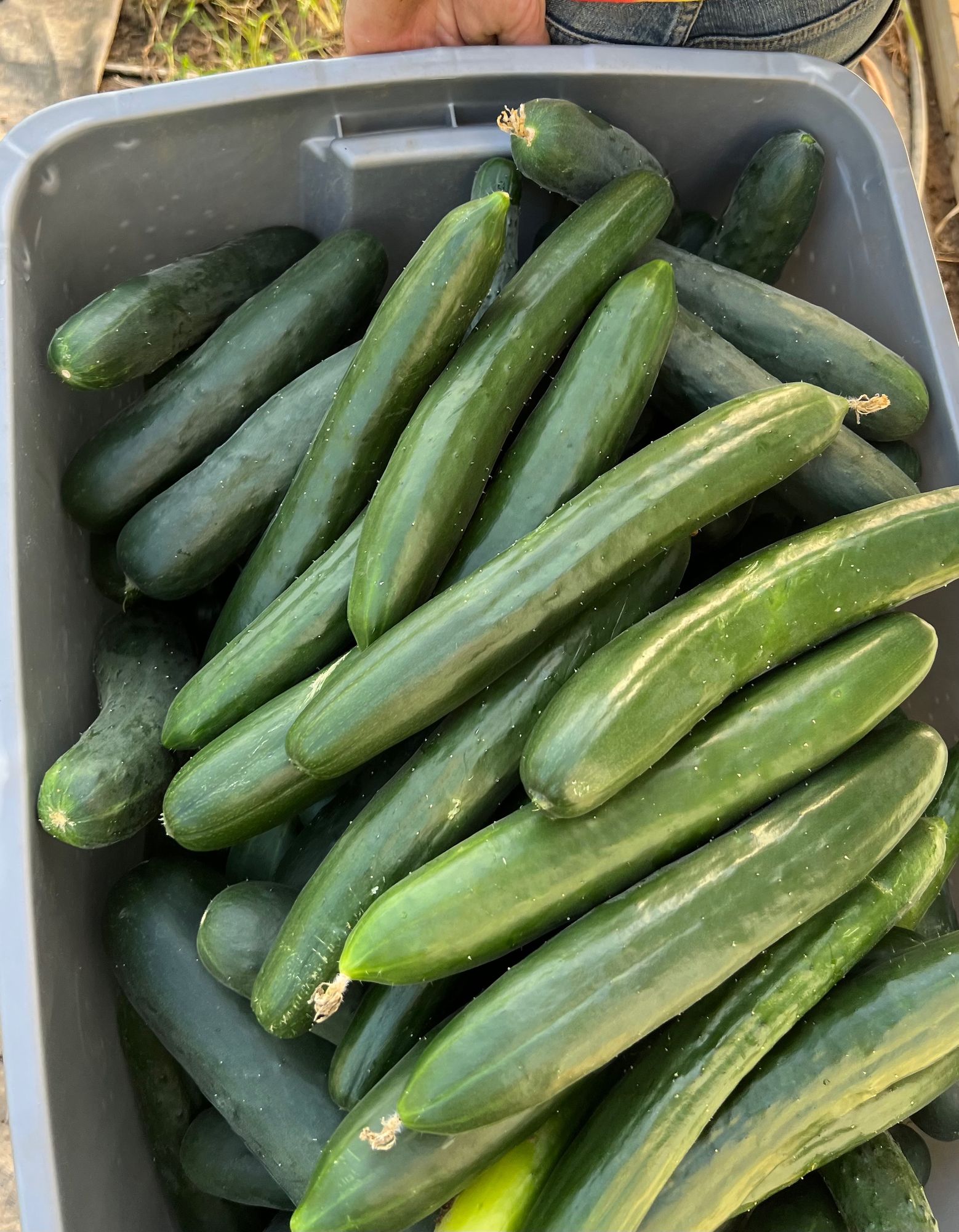 Cucumber, Long Asian