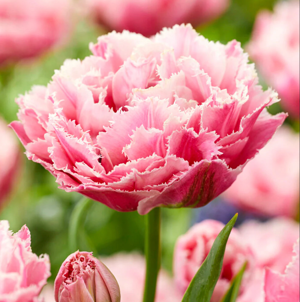 TULIPA