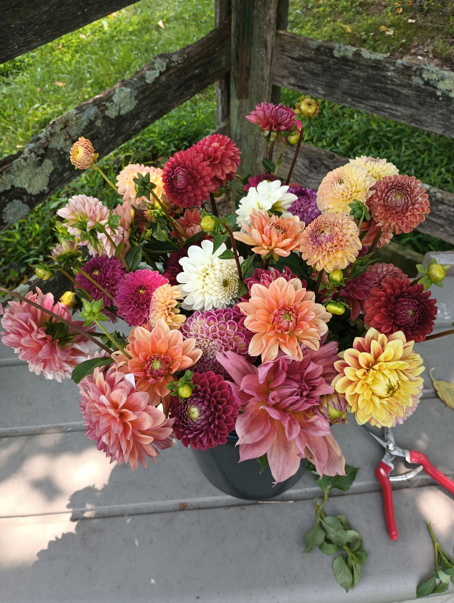 DAHLIA