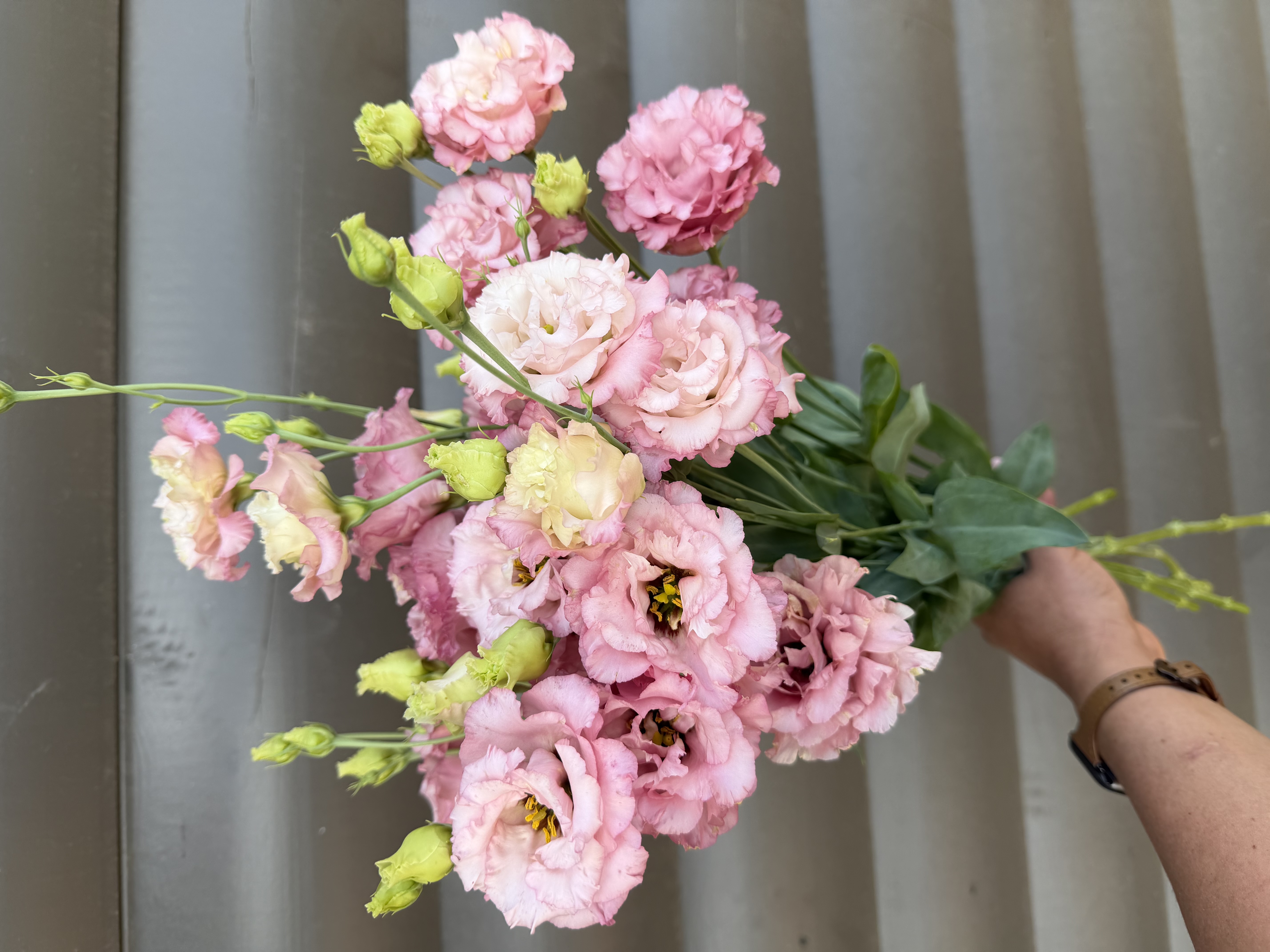 EUSTOMA grandiflorum Celeb Aurora Pink