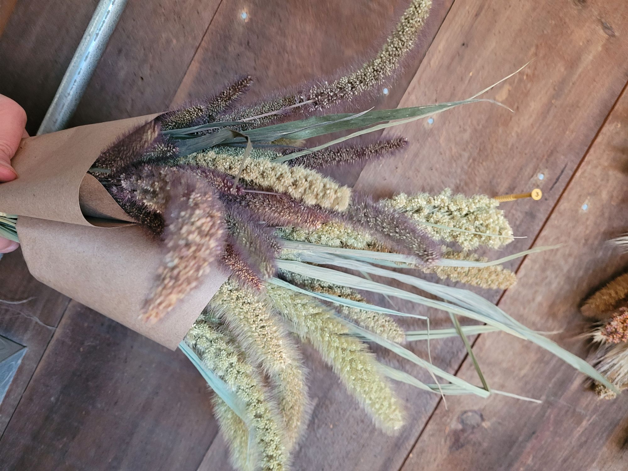 SETARIA italica Lime Light Spray Millet