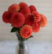 Dahlia, Valley Rust Bucket