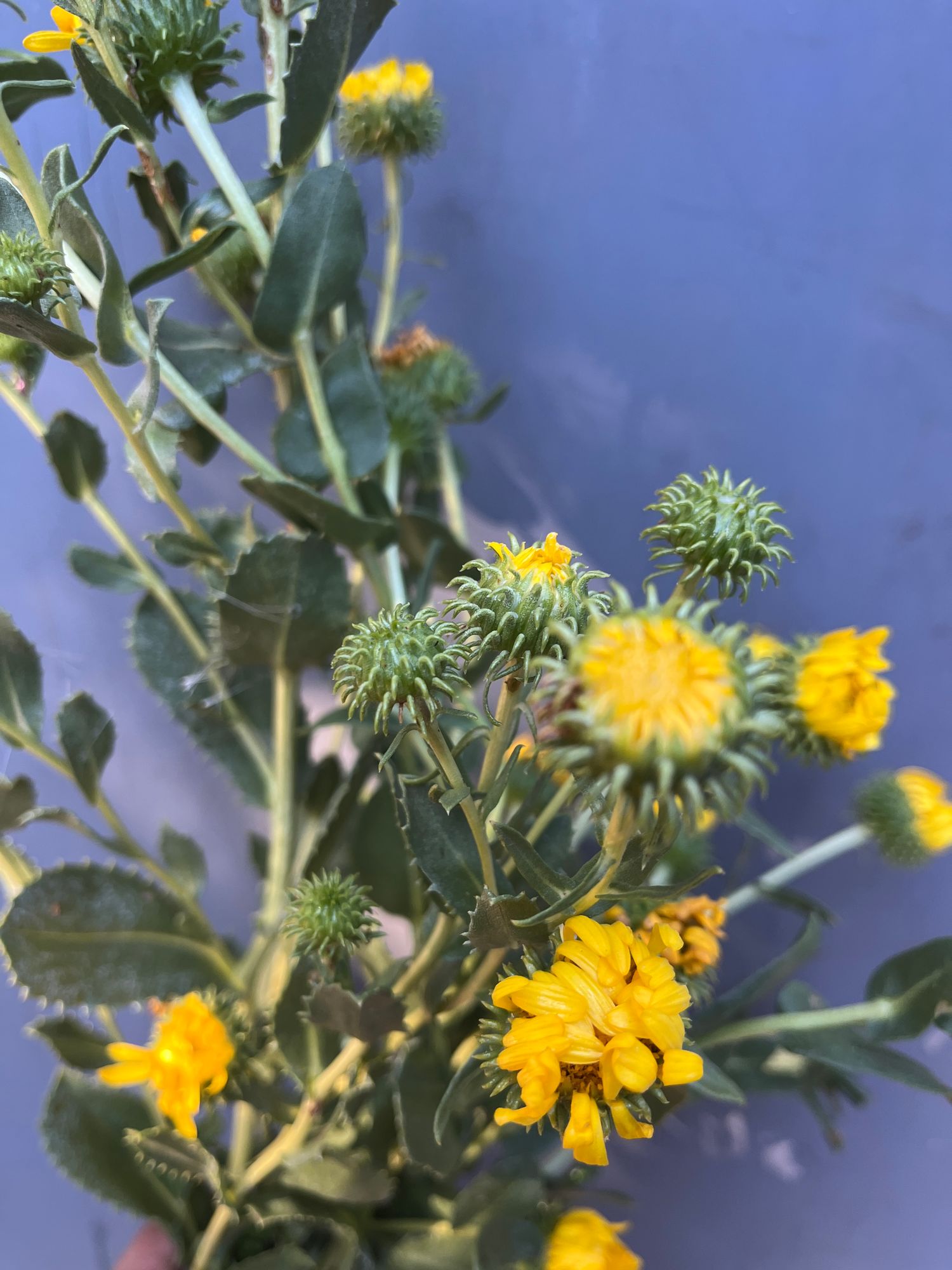 GRINDELIA integrifolia