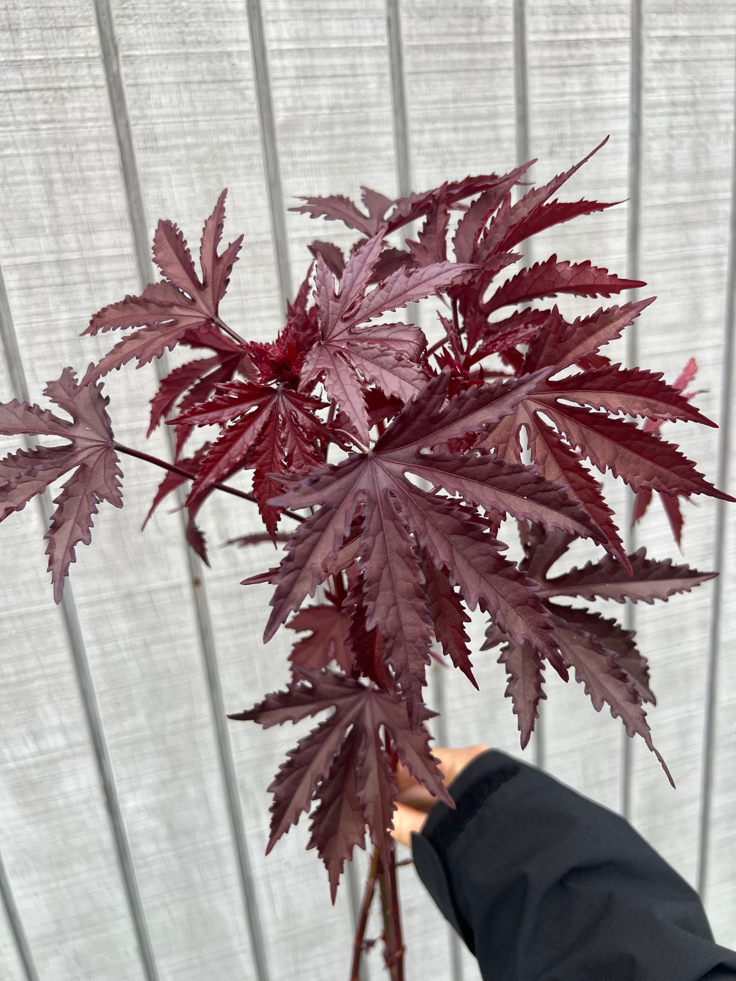 HIBISCUS acetosella