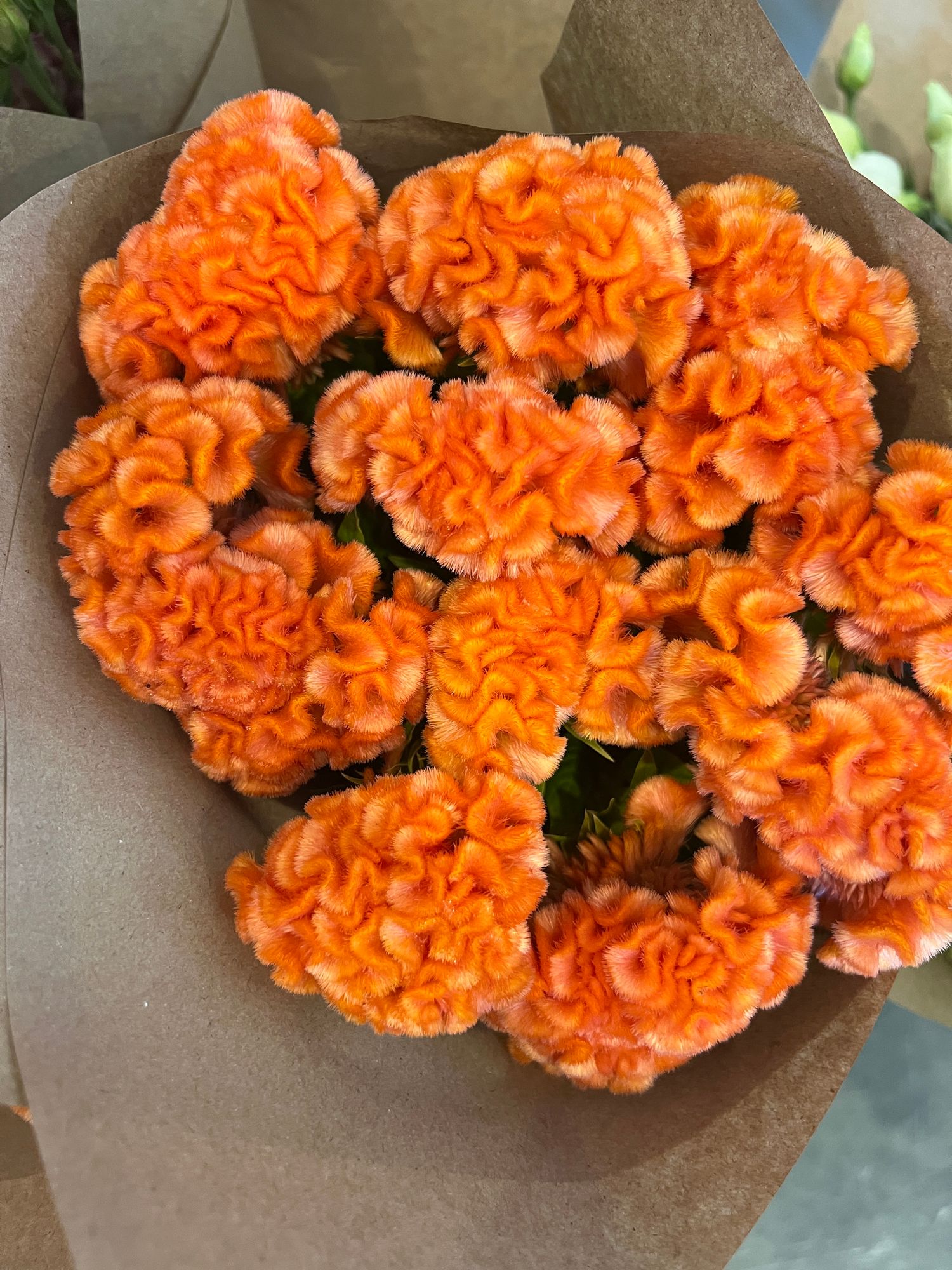 CELOSIA argentea var. cristata Orange Queen