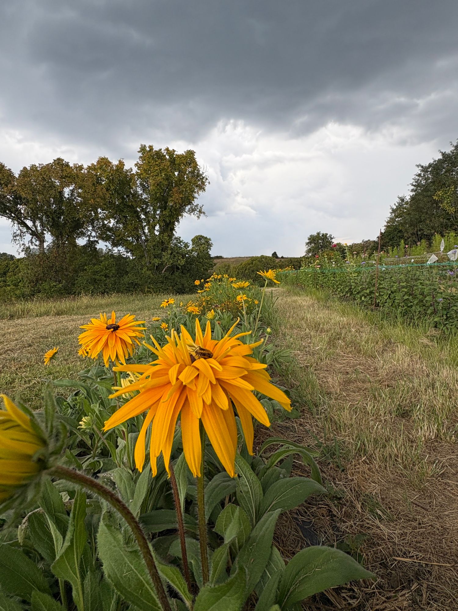 RUDBECKIA hirta Gloriosa Double Daisy