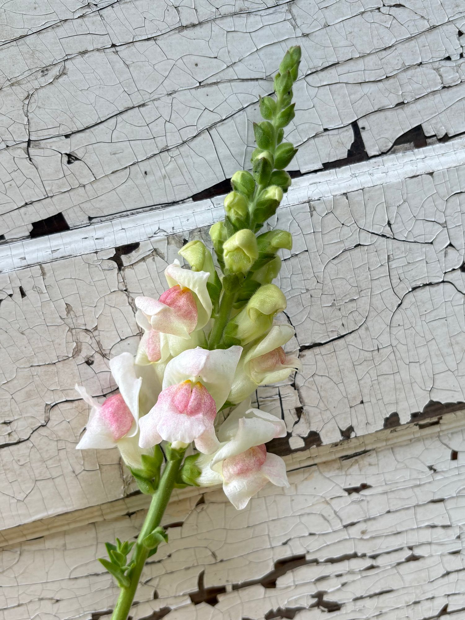 ANTIRRHINUM majus Potomac Appleblossom