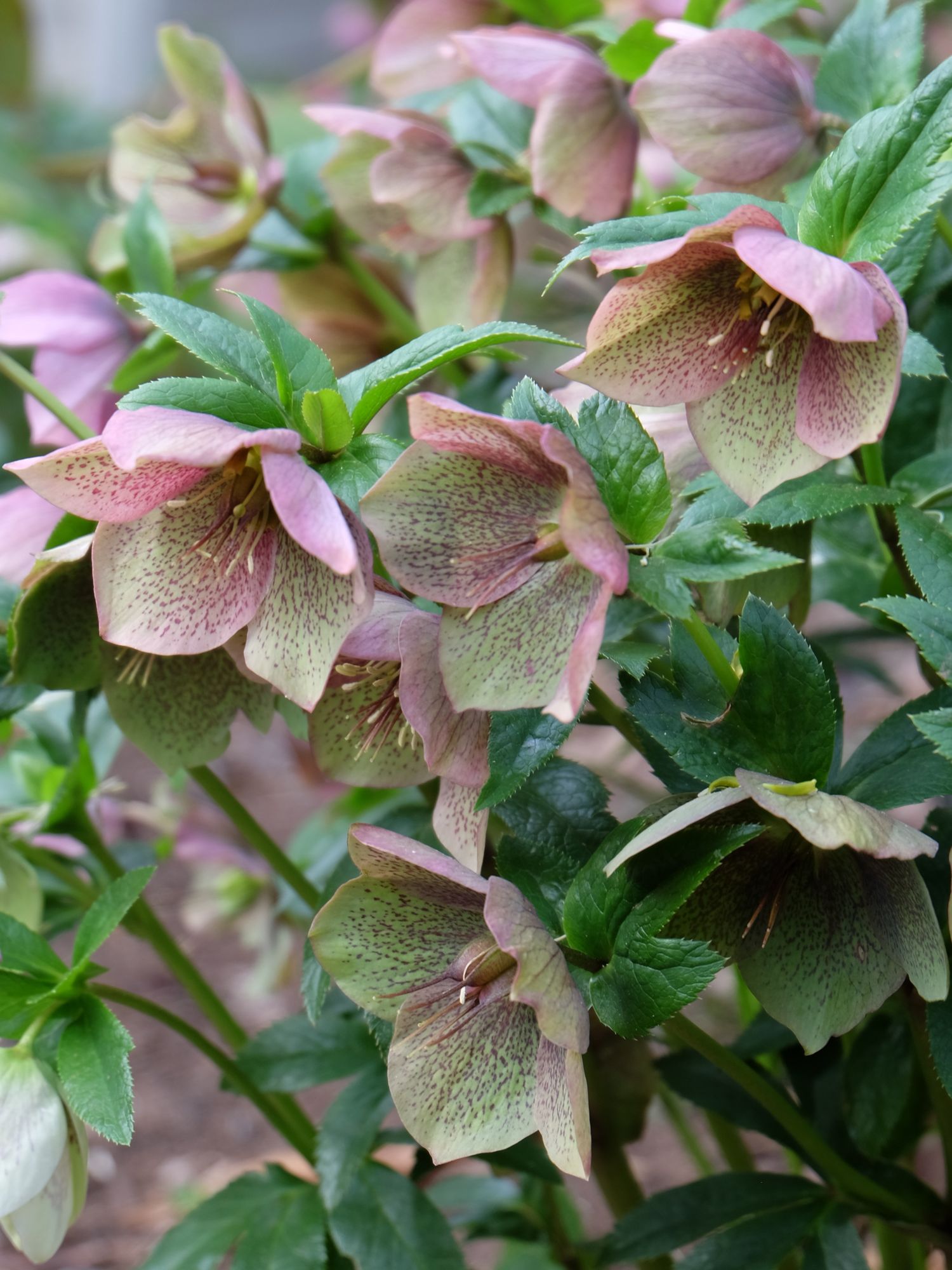 HELLEBORUS x hybridus