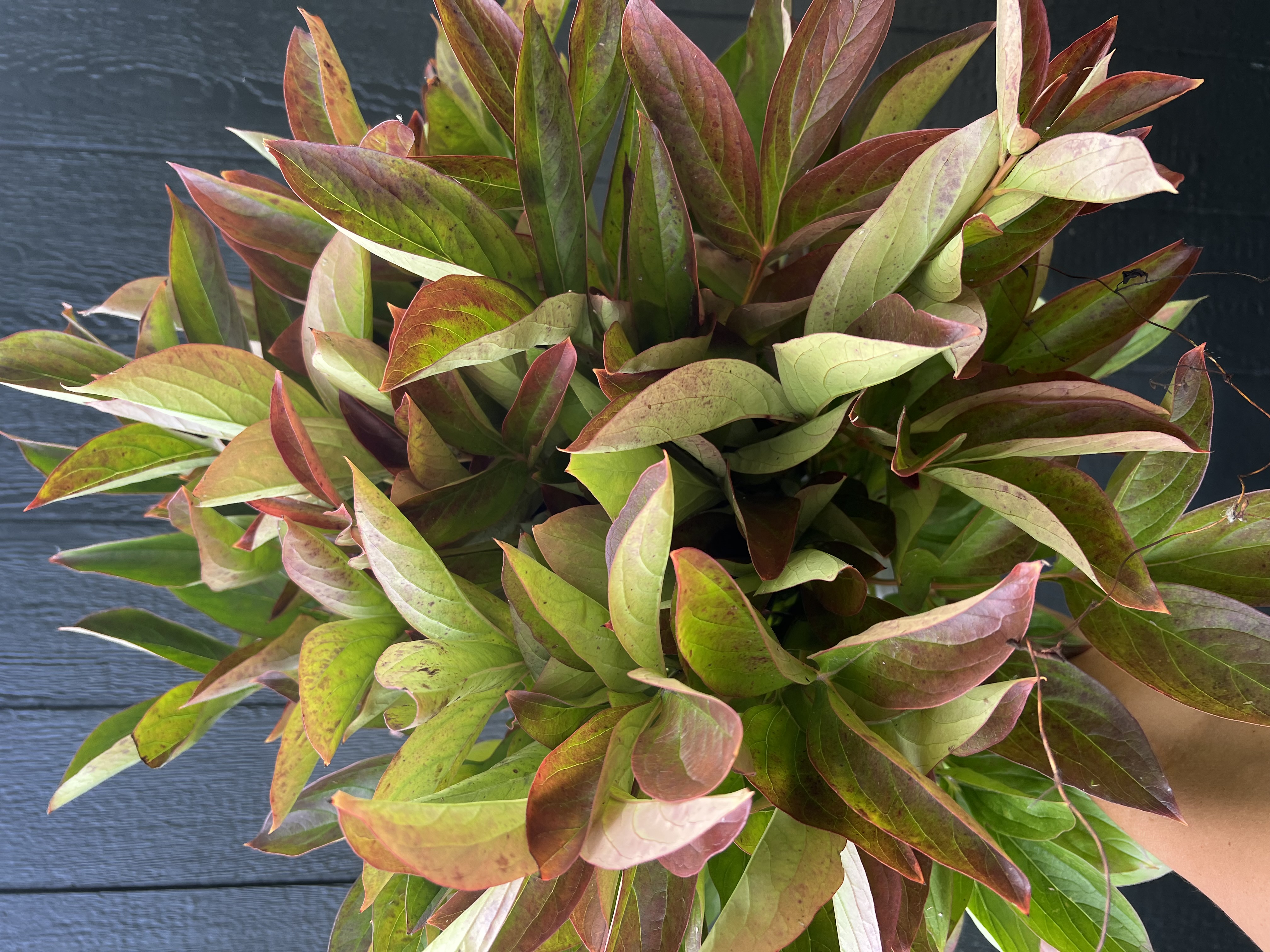 PAEONIA