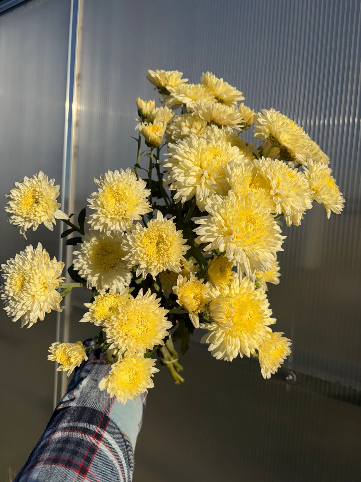 CHRYSANTHEMUM x French Vanilla