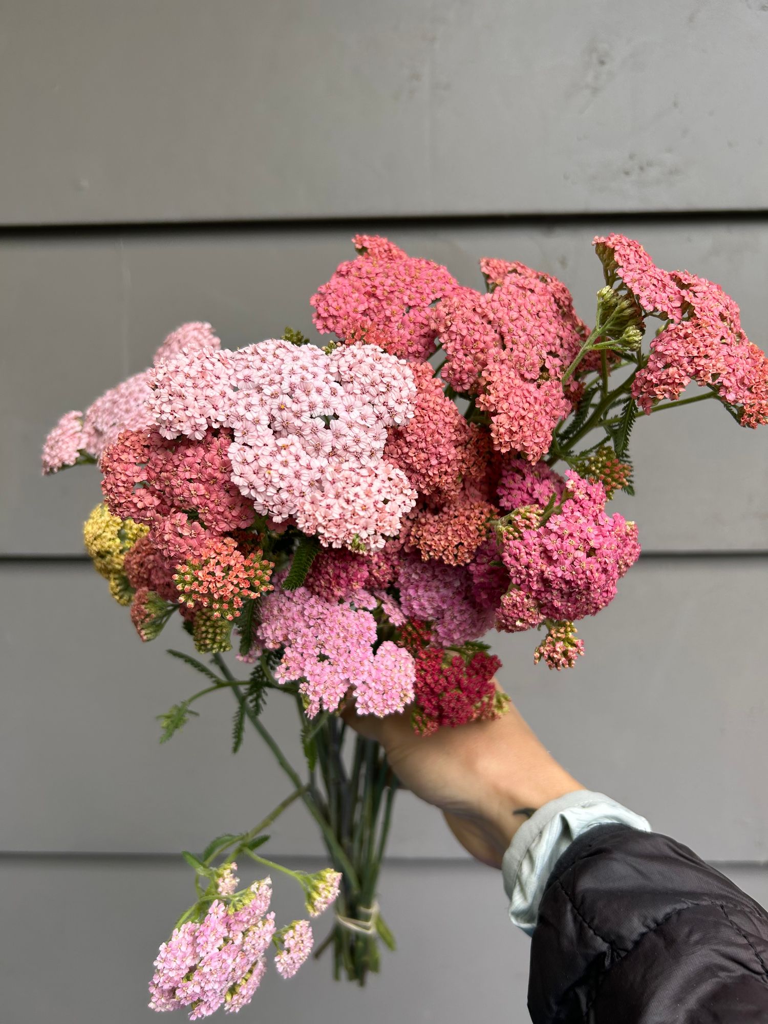 ACHILLEA millefolium Summer Pastels