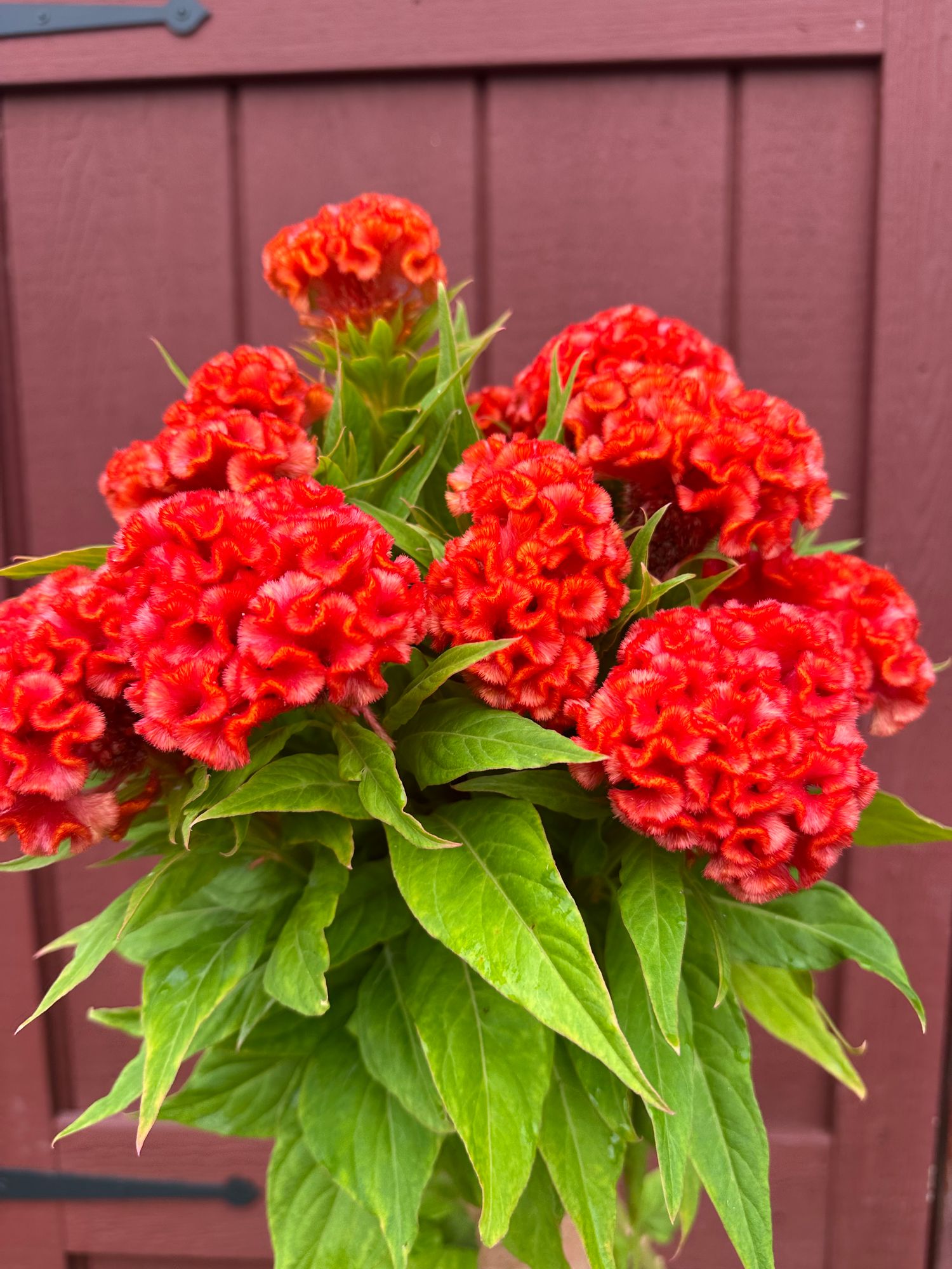 CELOSIA argentea var. cristata Chief Persimmon