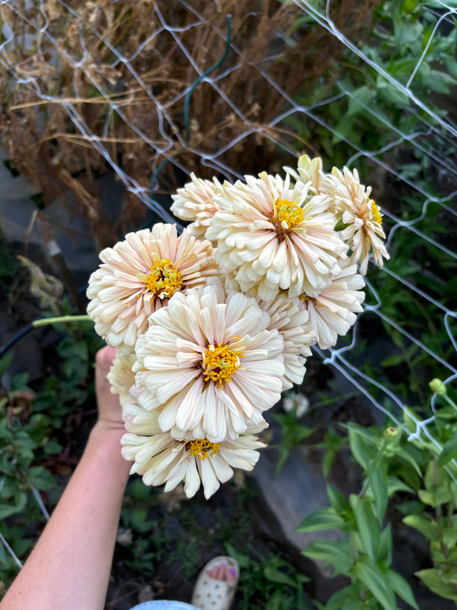 ZINNIA elegans Dawn Creek Honey