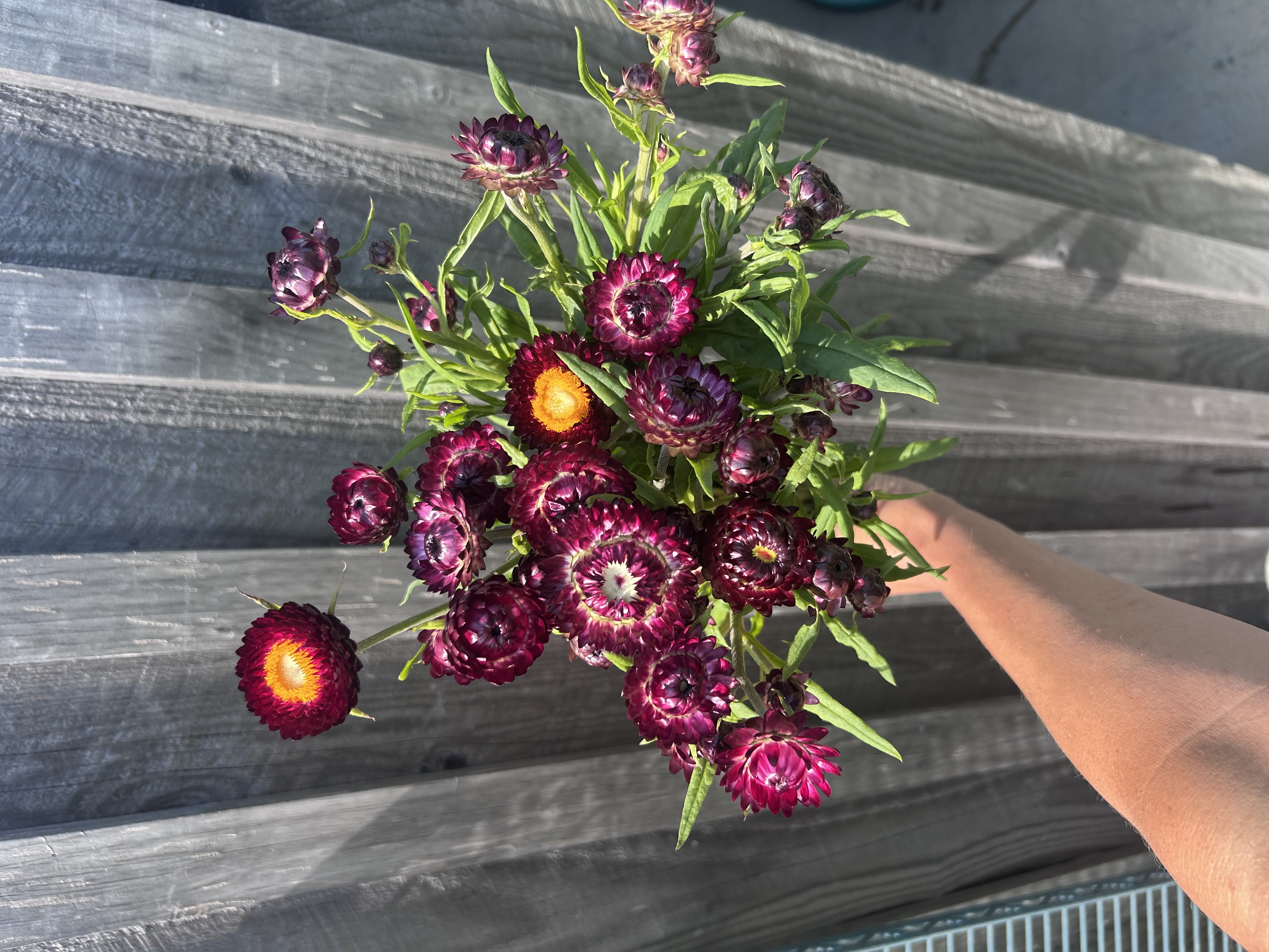 XEROCHRYSUM bracteatum Purple Red