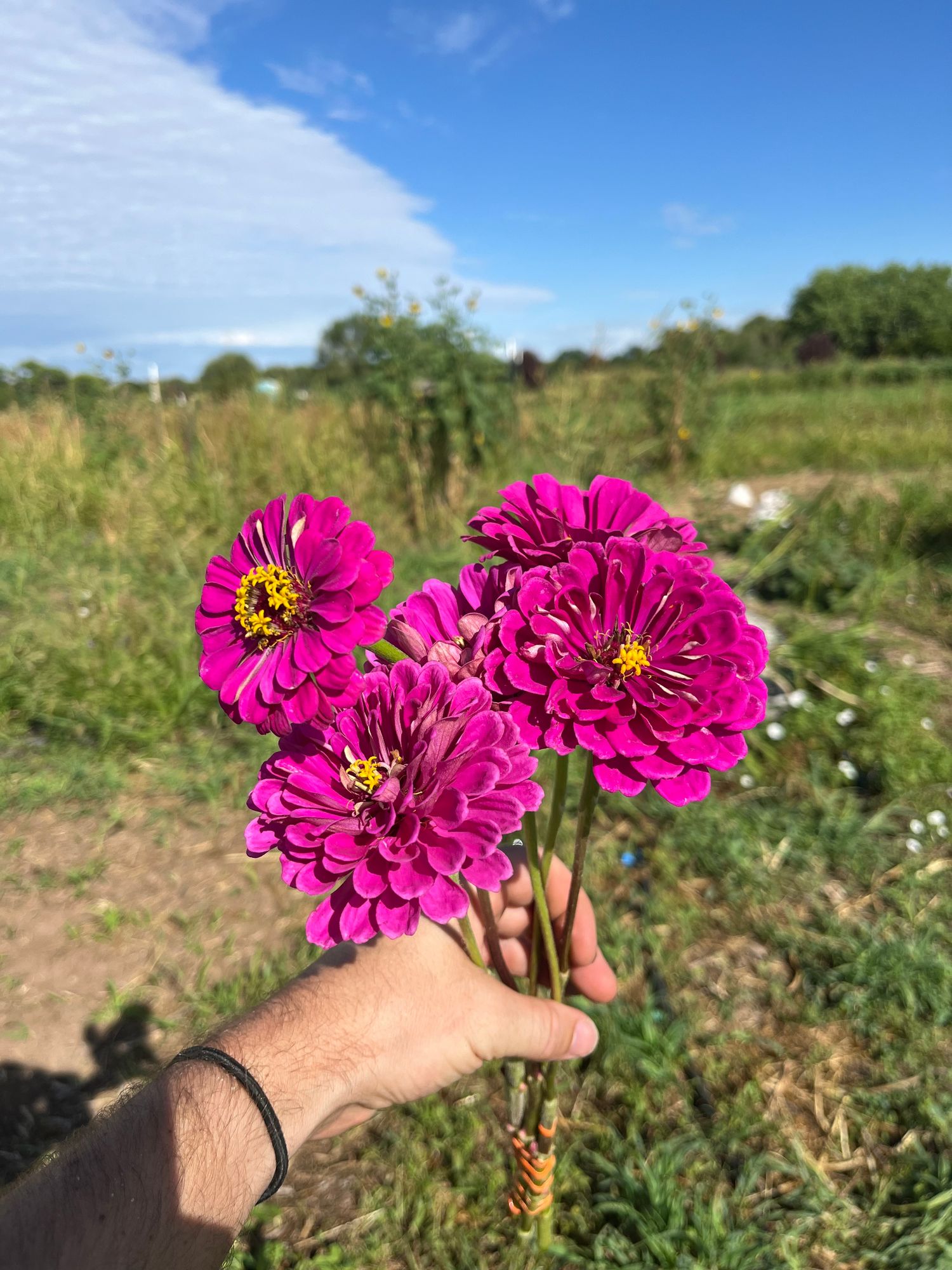 ZINNIA elegans Benarys Giant