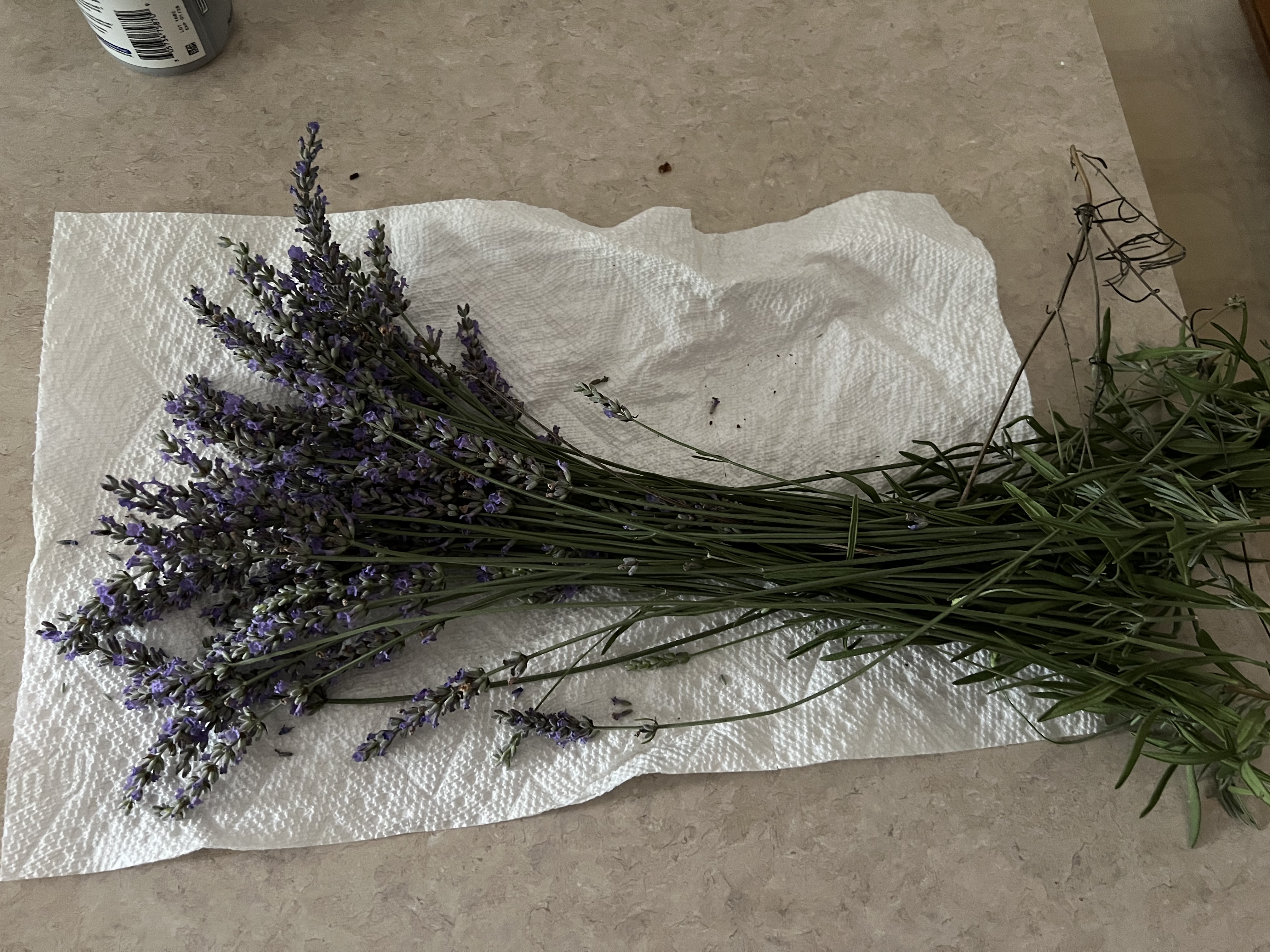 LAVANDULA angustifolia Hidcote Blue