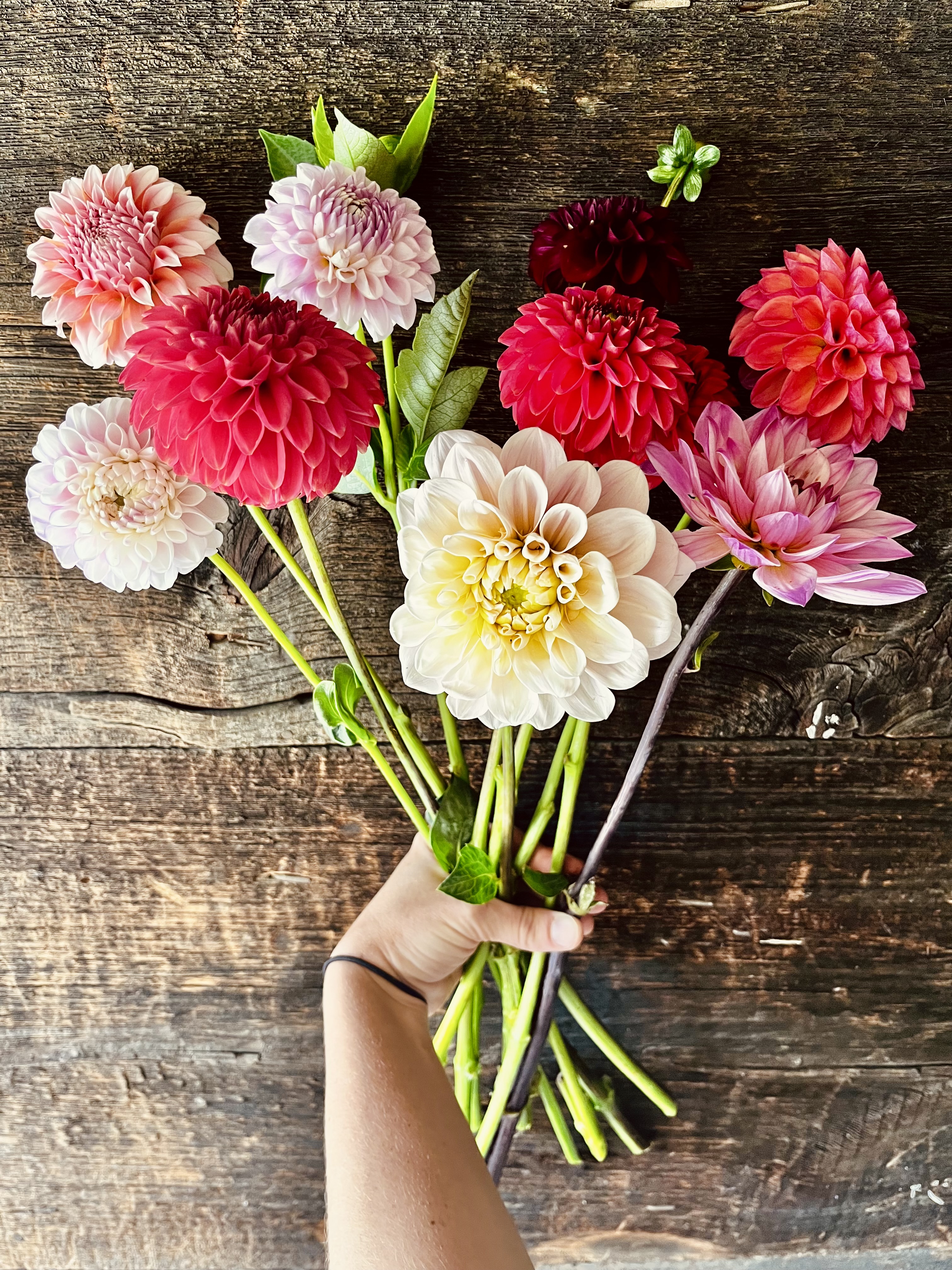 DAHLIA