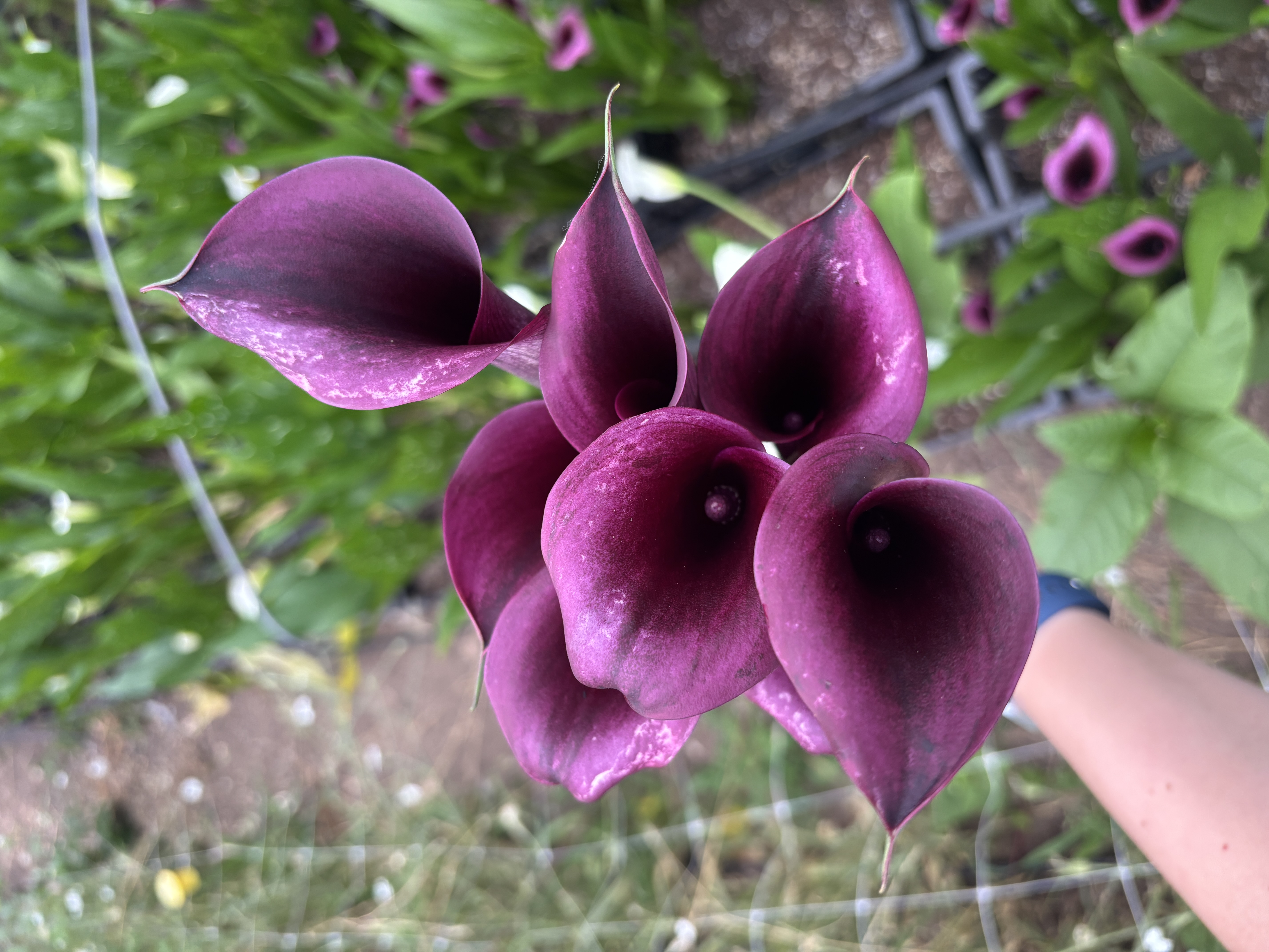 ZANTEDESCHIA x Montevideo
