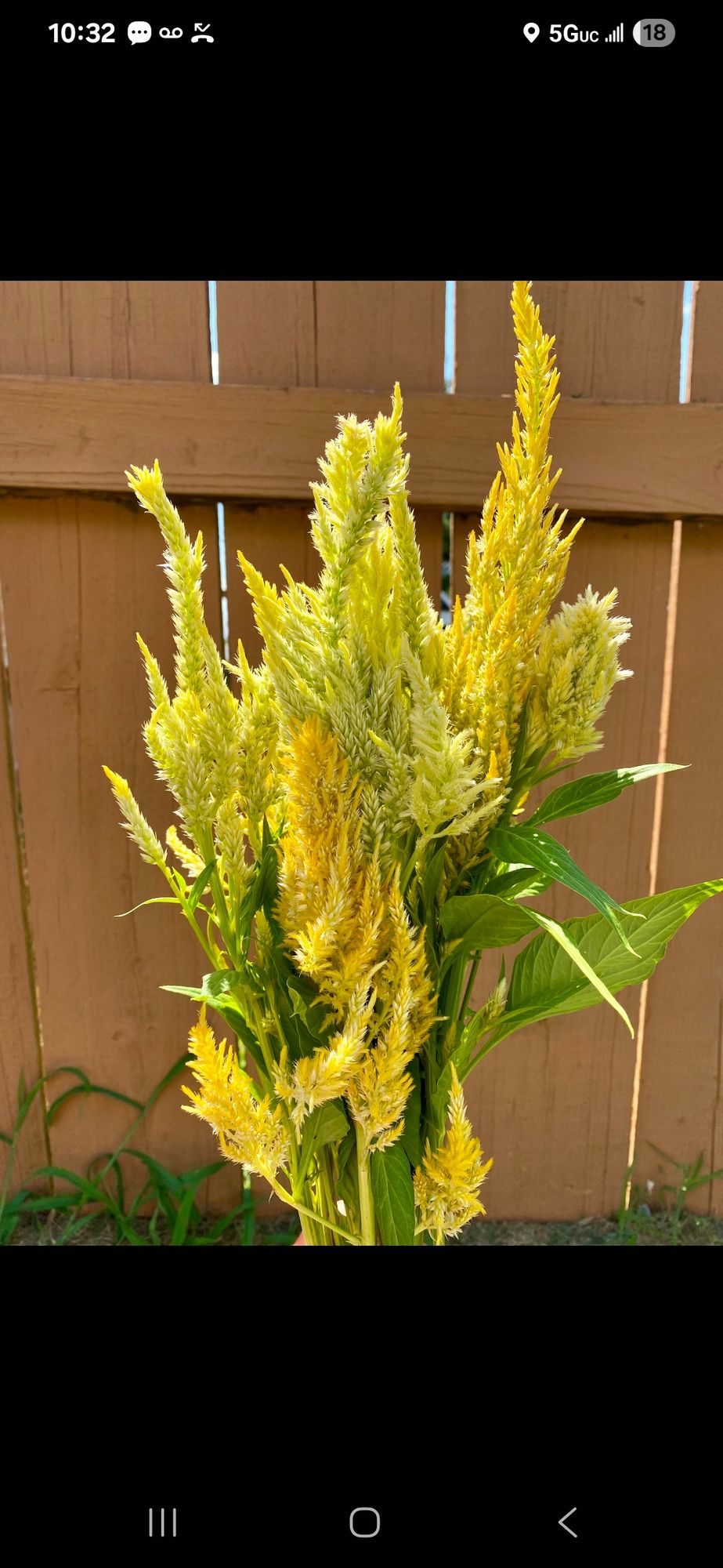 CELOSIA argentea var. plumosa Pampas Plume