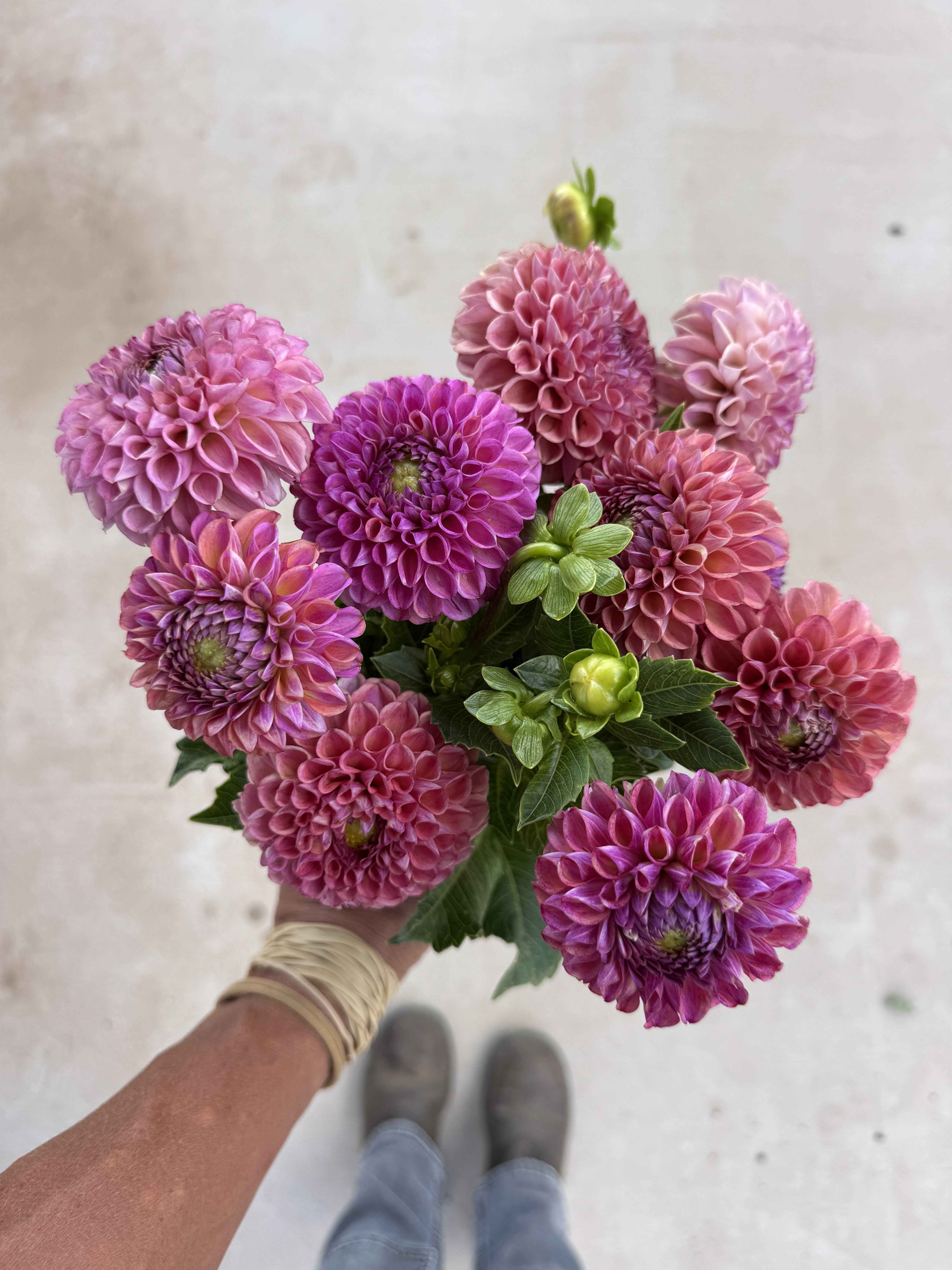 DAHLIA Caitlins Joy