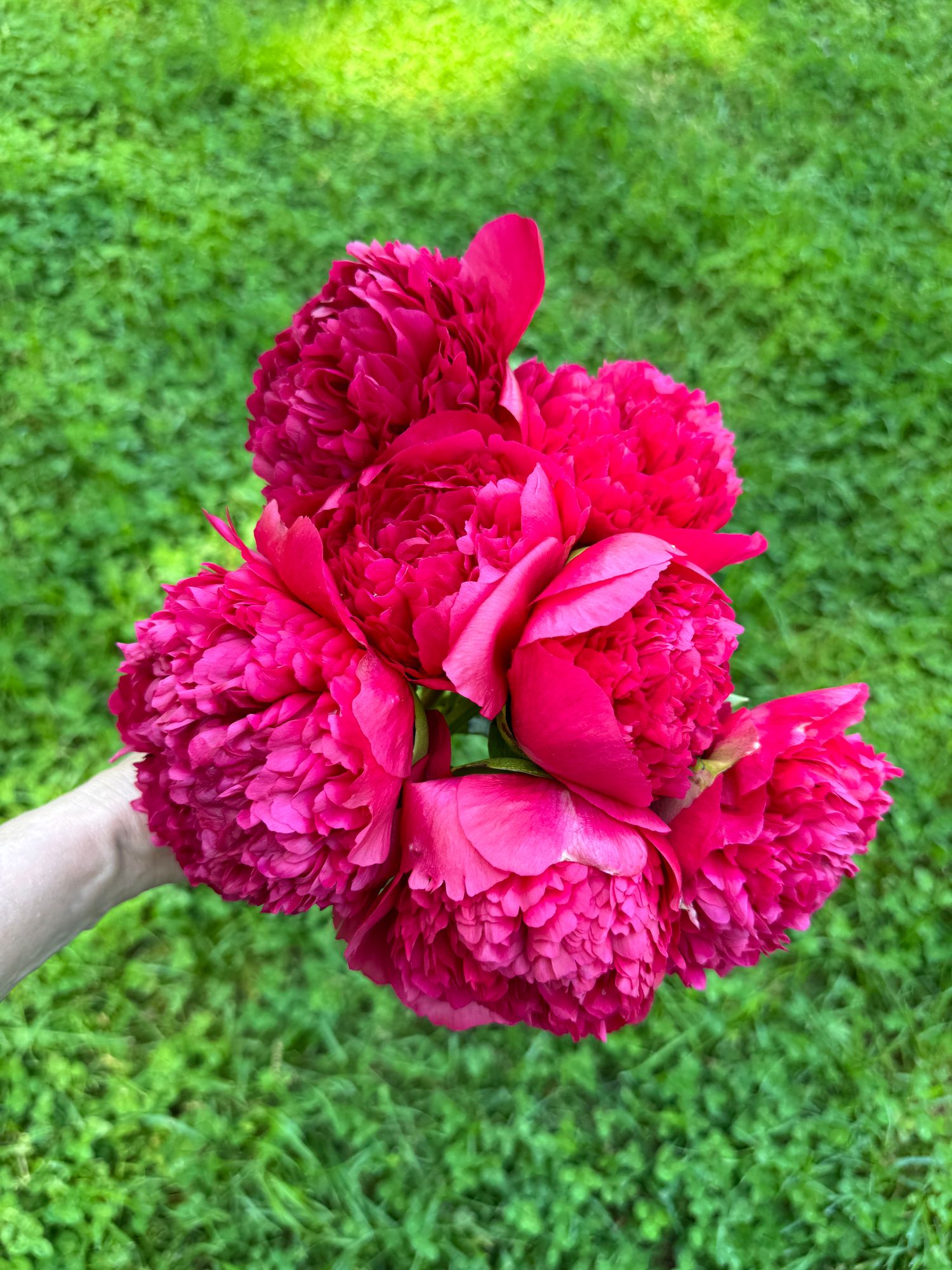 PAEONIA lactiflora
