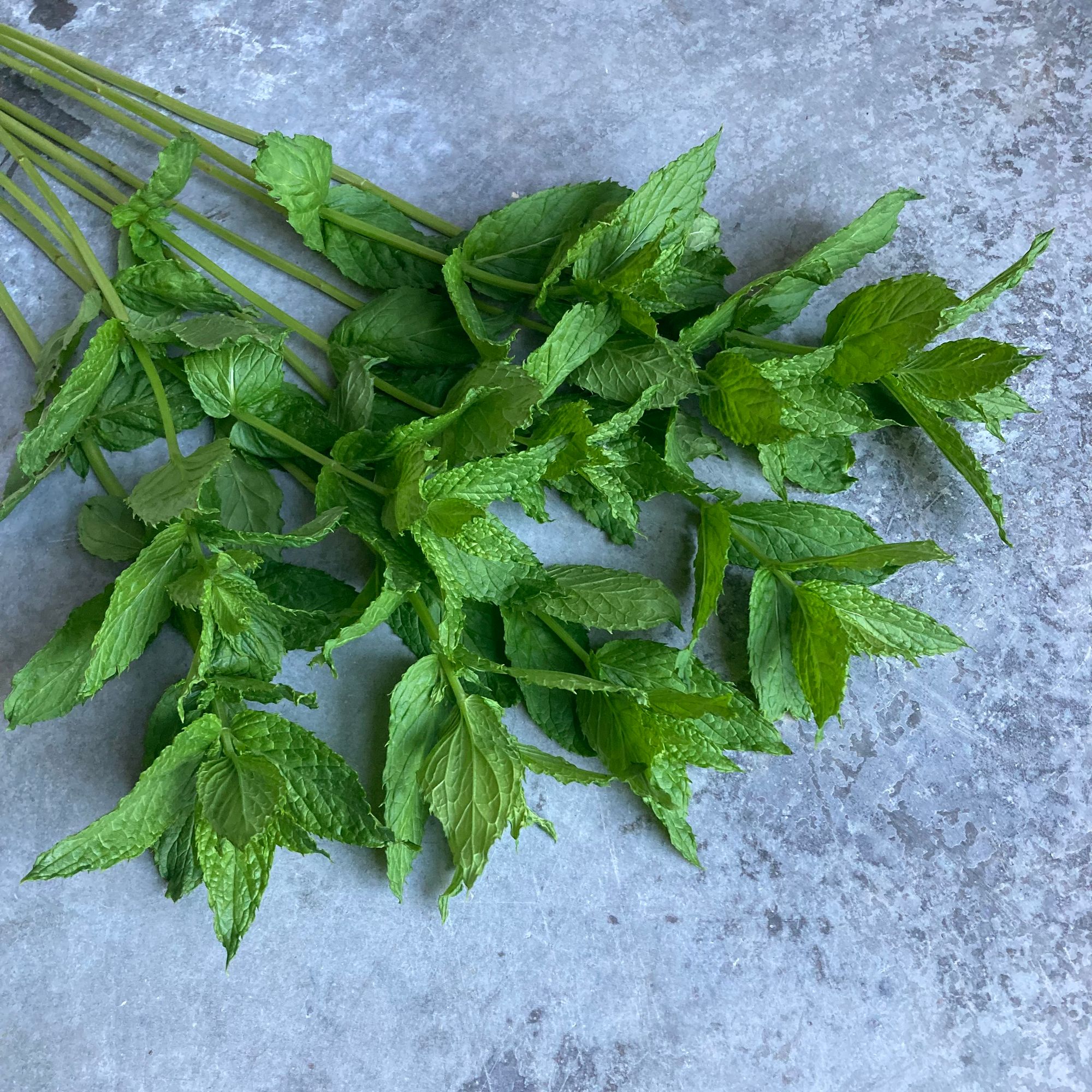 MENTHA Piperita-Hybr.