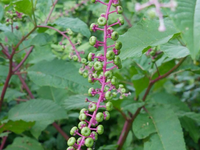 PHYTOLACCA americana