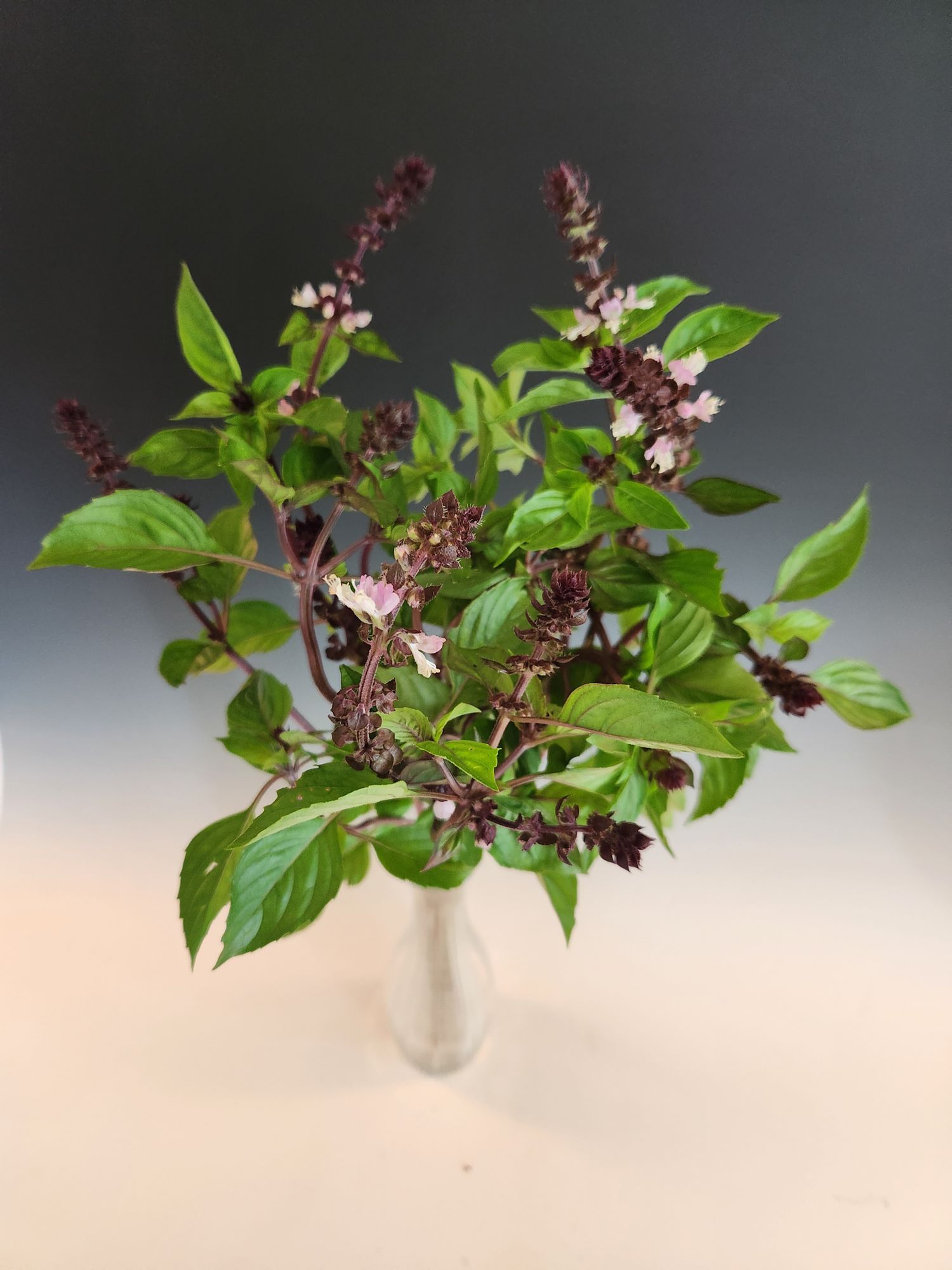 OCIMUM basilicum Cinamonette