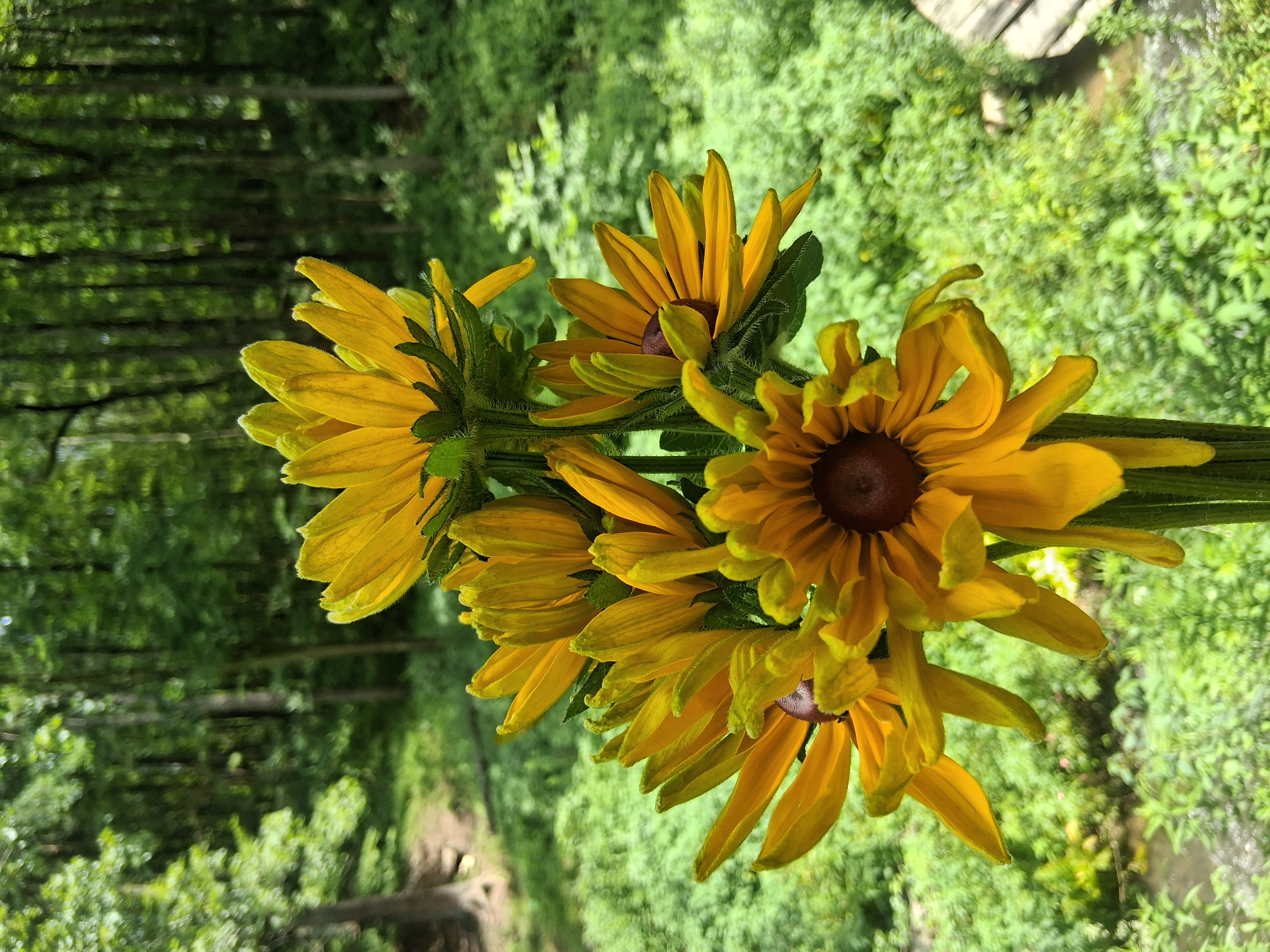 RUDBECKIA hirta Indian Summer