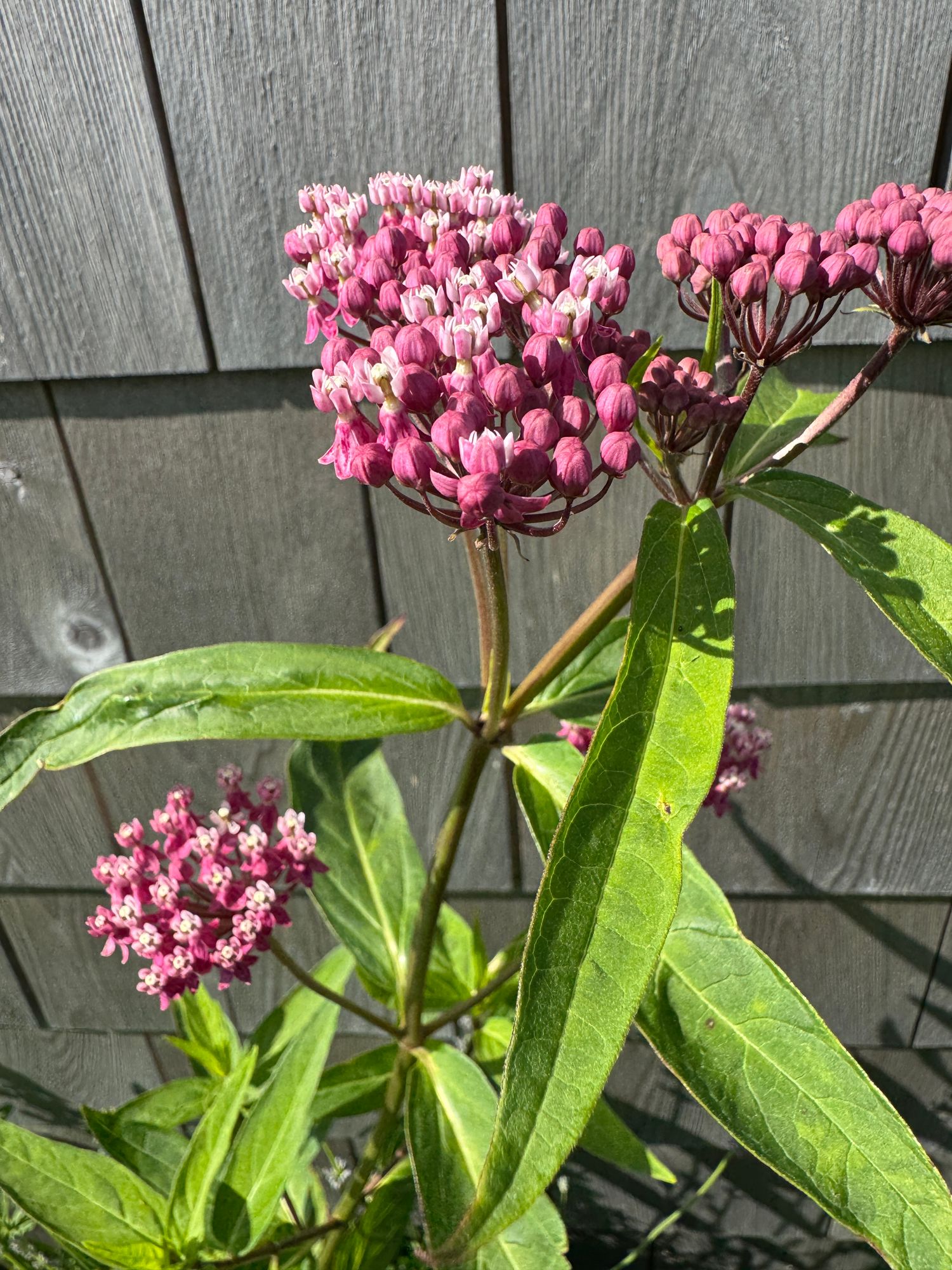 ASCLEPIAS incarnata