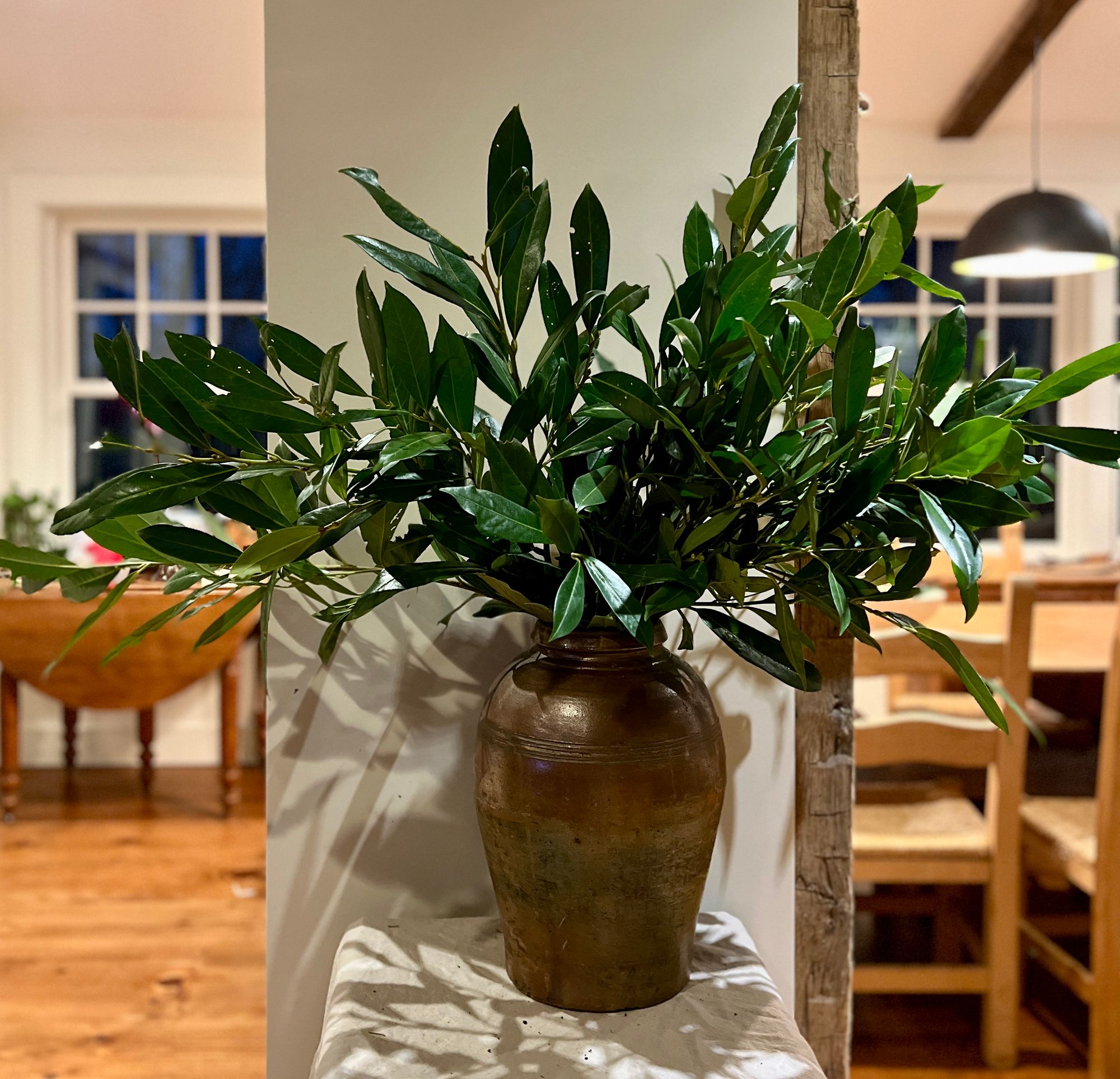 LAURUS nobilis