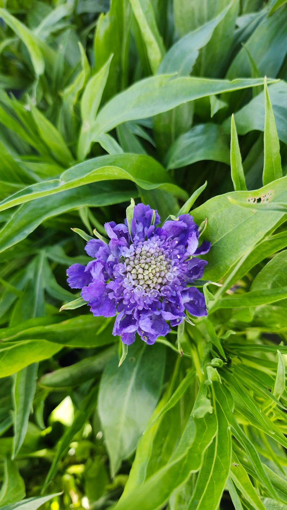 SCABIOSA caucasica Fama Deep Blue