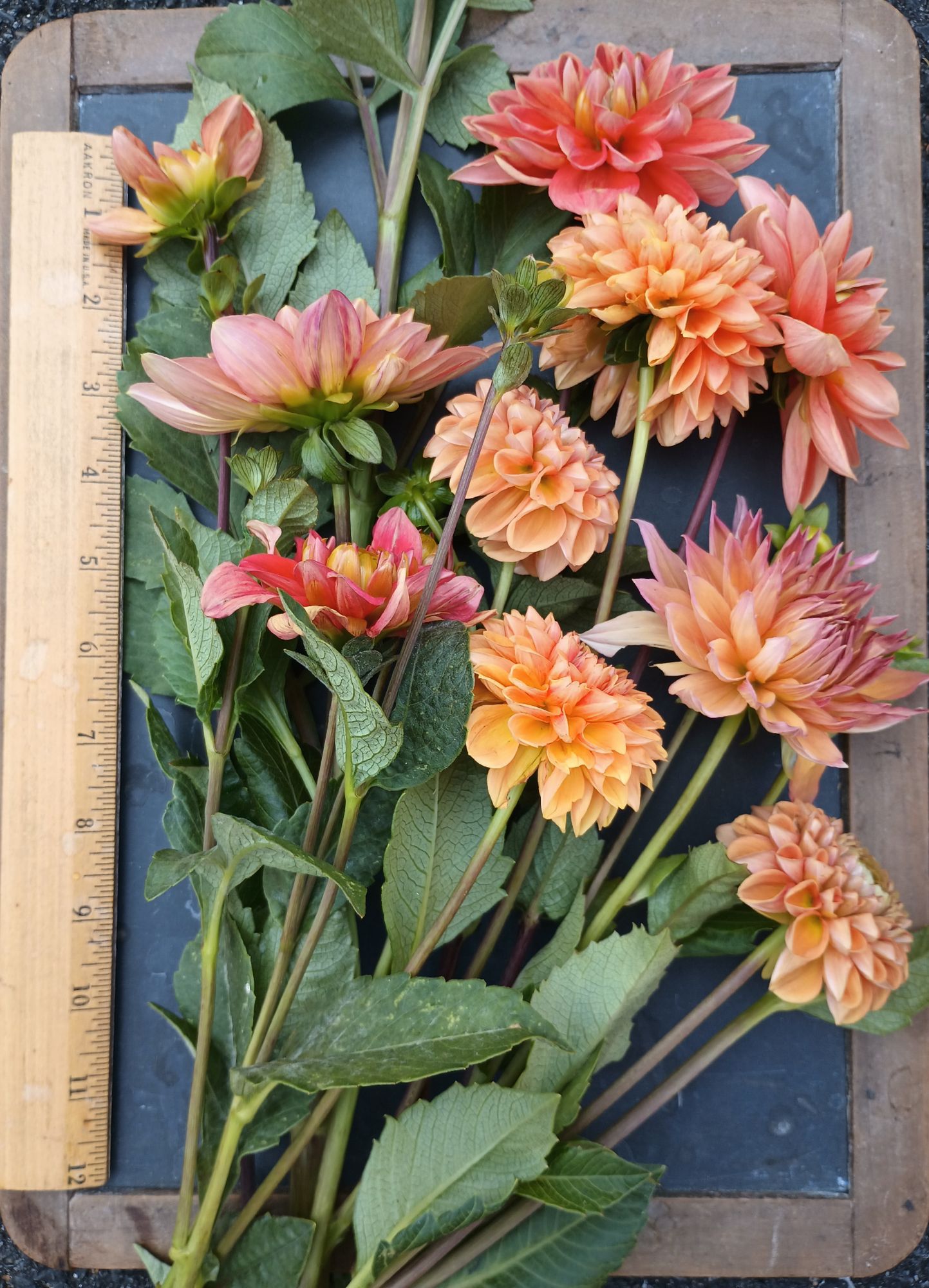 DAHLIA